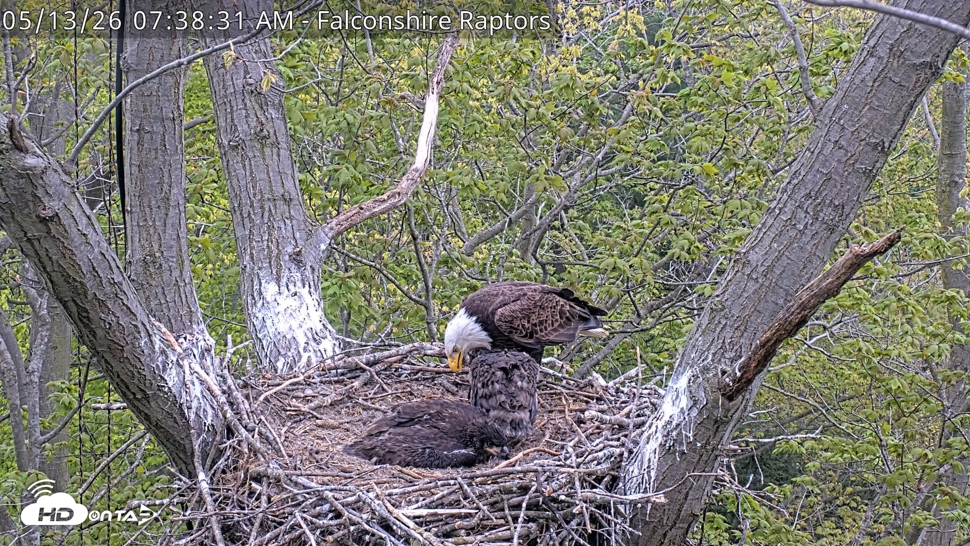 Snapshot of West Michigan Eagles Nest Live Cam taken May 13, 2026, 7:39am EDT