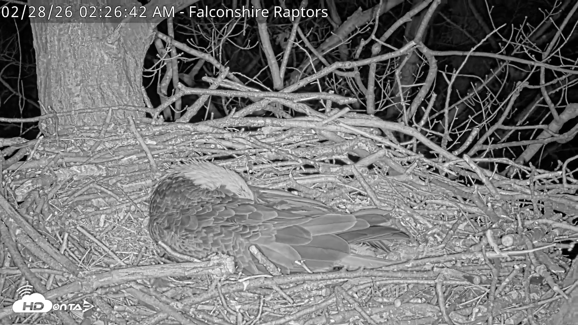Snapshot of West Michigan Eagles Nest Live Cam taken Feb 28, 2026, 2:27am EST