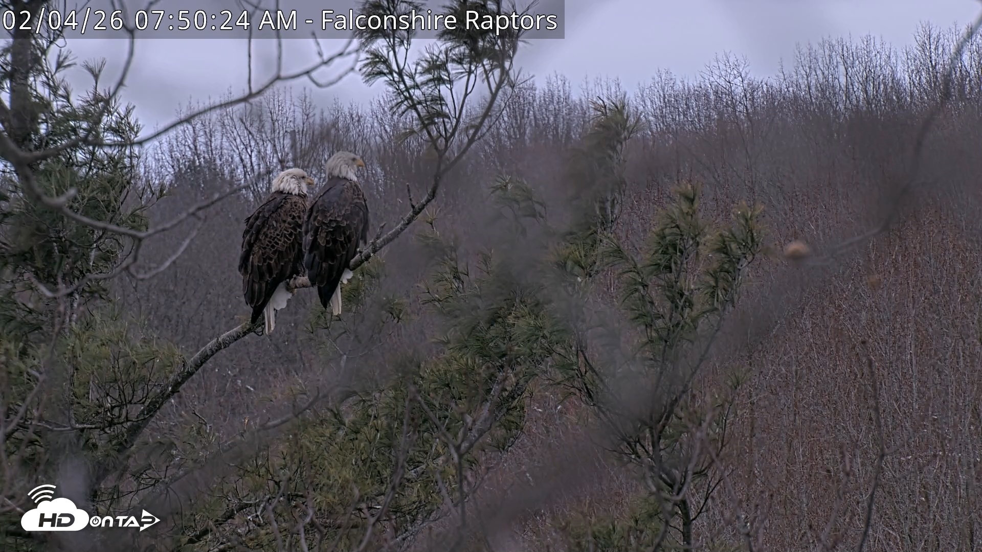 Snapshot of West Michigan Eagles Nest Live Cam taken Feb 4, 2026, 7:51am EST