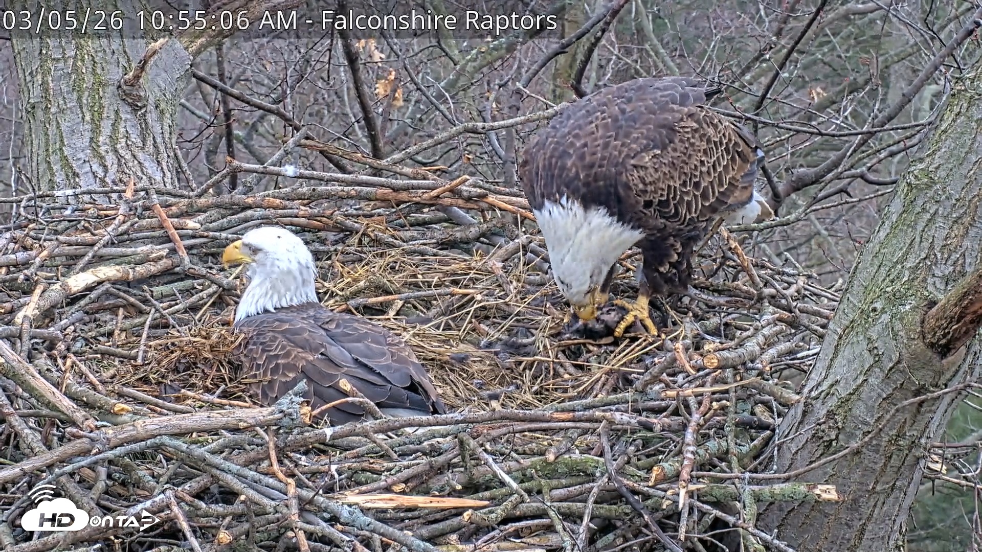 Snapshot of West Michigan Eagles Nest Live Cam taken Mar 5, 2026, 10:55am EST