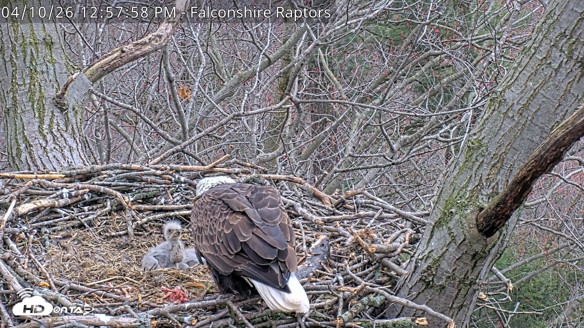 Snapshot of West Michigan Eagles Nest Live Cam taken Apr 10, 2026, 12:58pm EDT