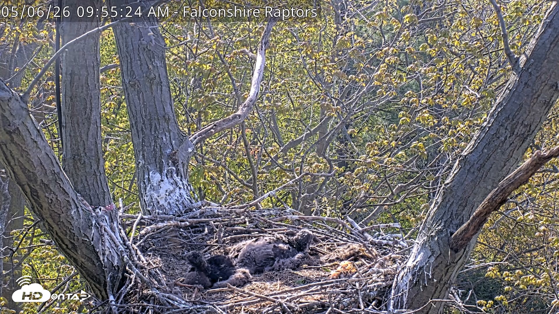 Snapshot of West Michigan Eagles Nest Live Cam taken May 6, 2026, 9:56am EDT