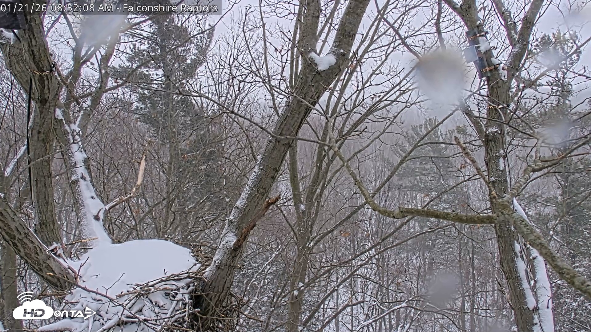 Snapshot of West Michigan Eagles Nest Live Cam taken Jan 21, 2026, 8:53am EST