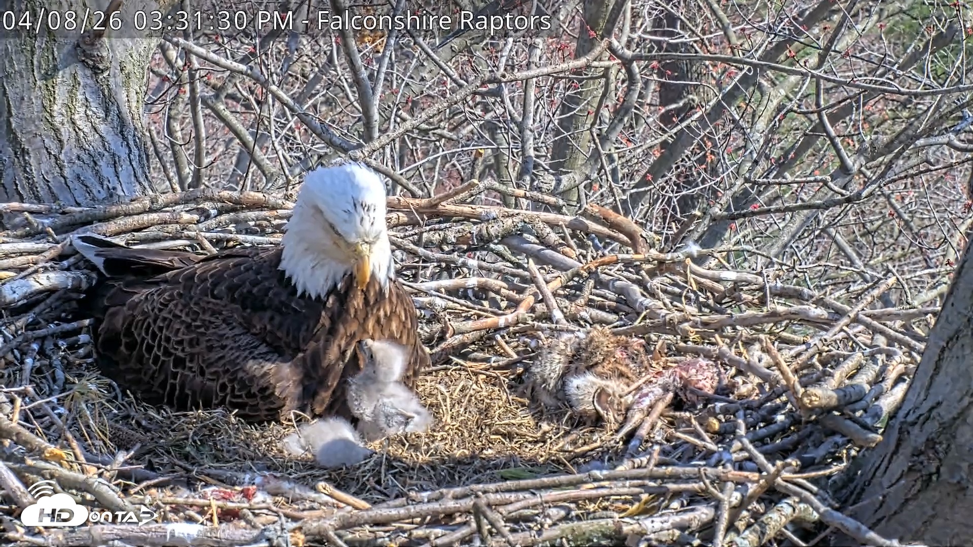 Snapshot of West Michigan Eagles Nest Live Cam taken Apr 8, 2026, 3:32pm EDT