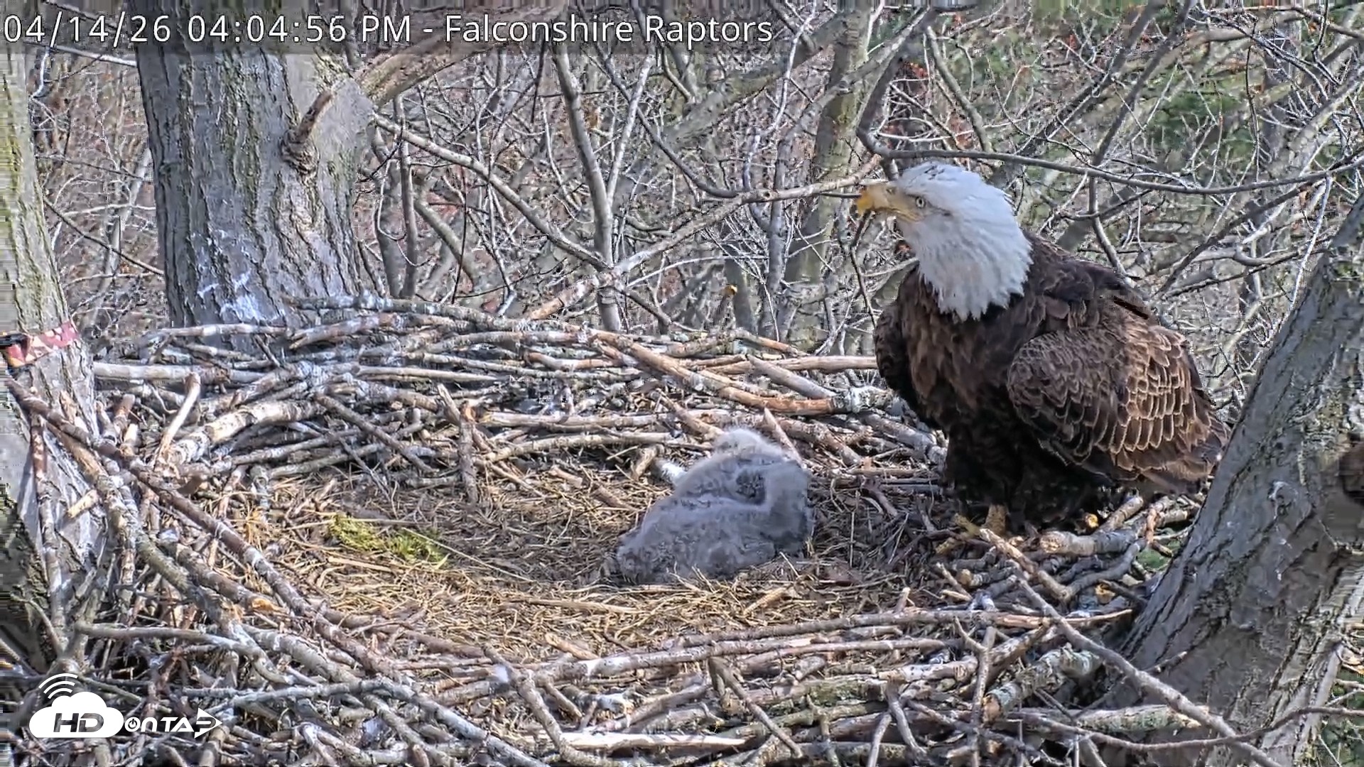 Snapshot of West Michigan Eagles Nest Live Cam taken Apr 14, 2026, 4:09pm EDT