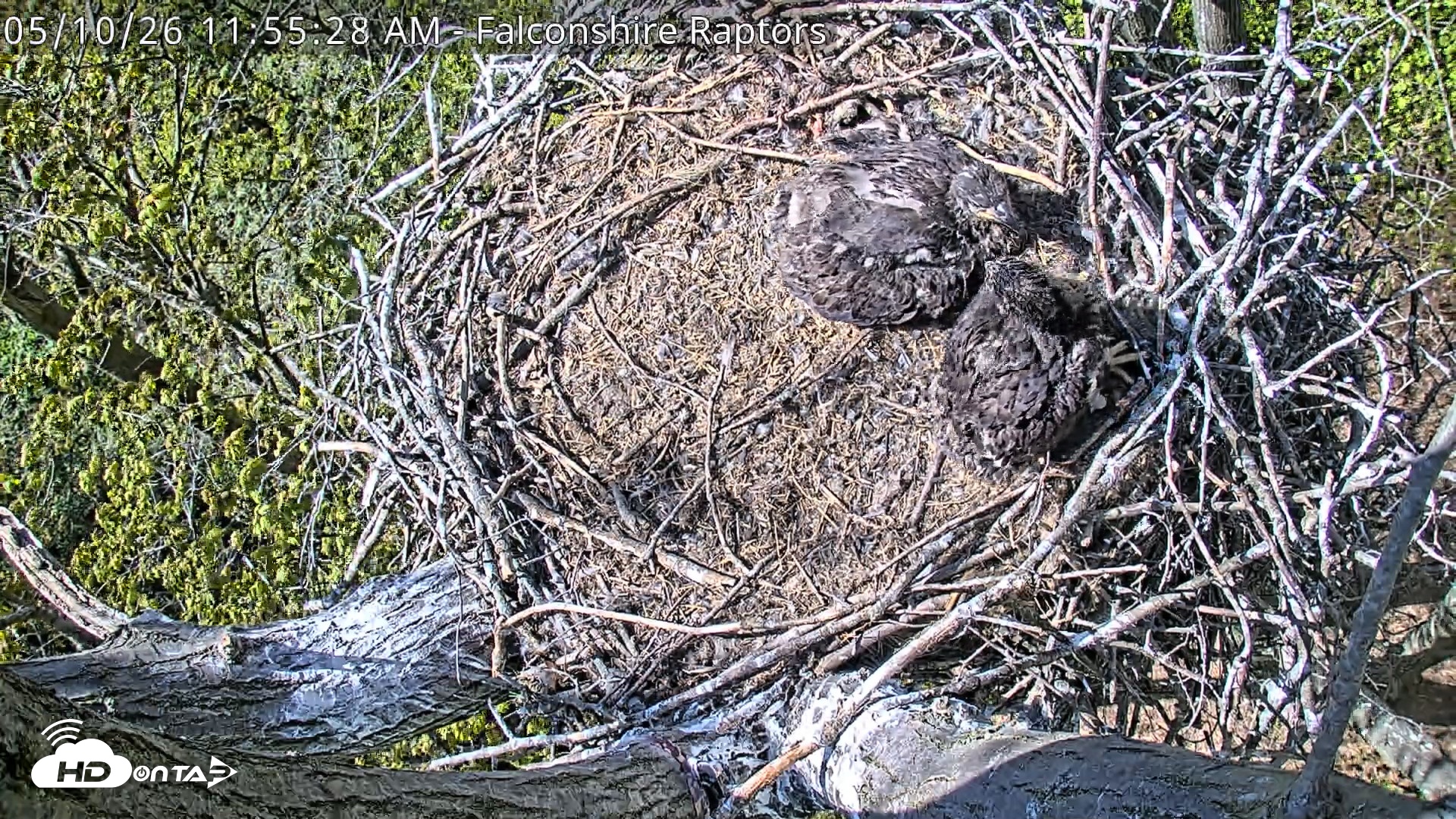 Snapshot of West Michigan Eagles Nest Live Cam taken May 10, 2026, 11:57am EDT