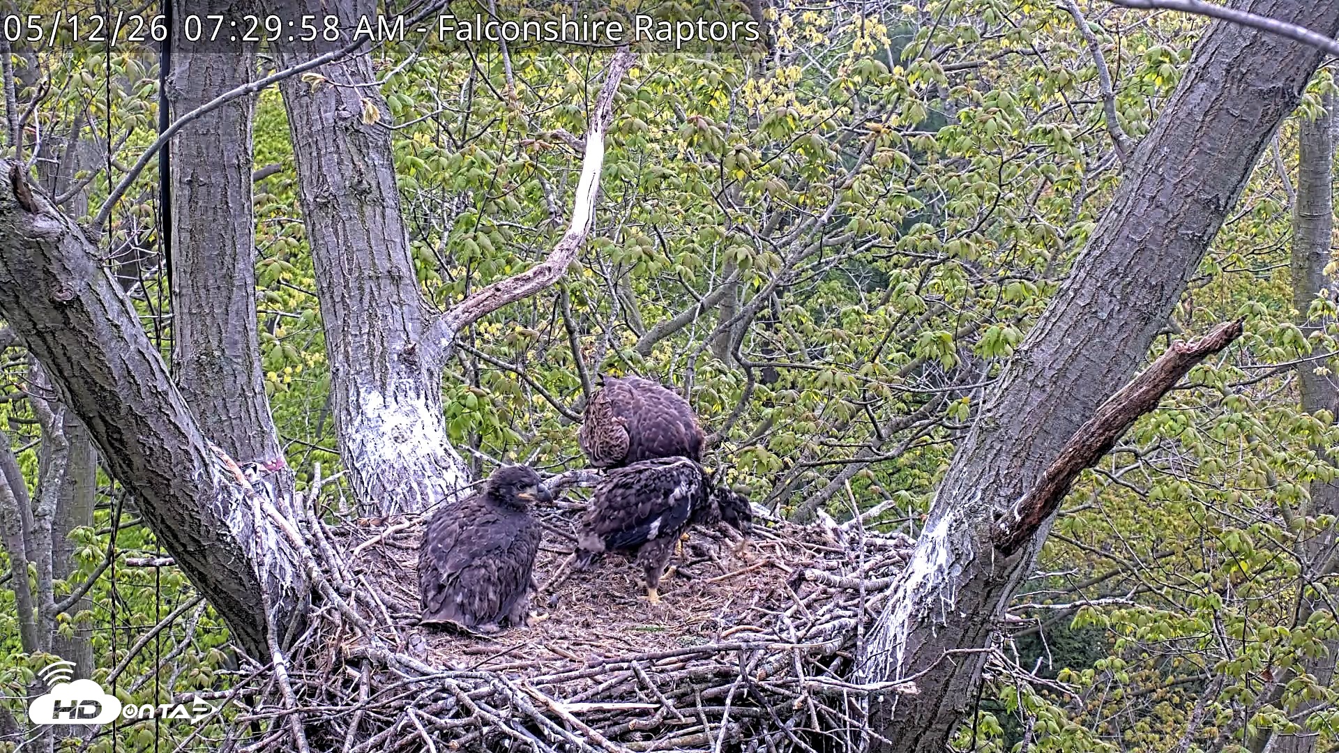 Snapshot of West Michigan Eagles Nest Live Cam taken May 12, 2026, 7:31am EDT