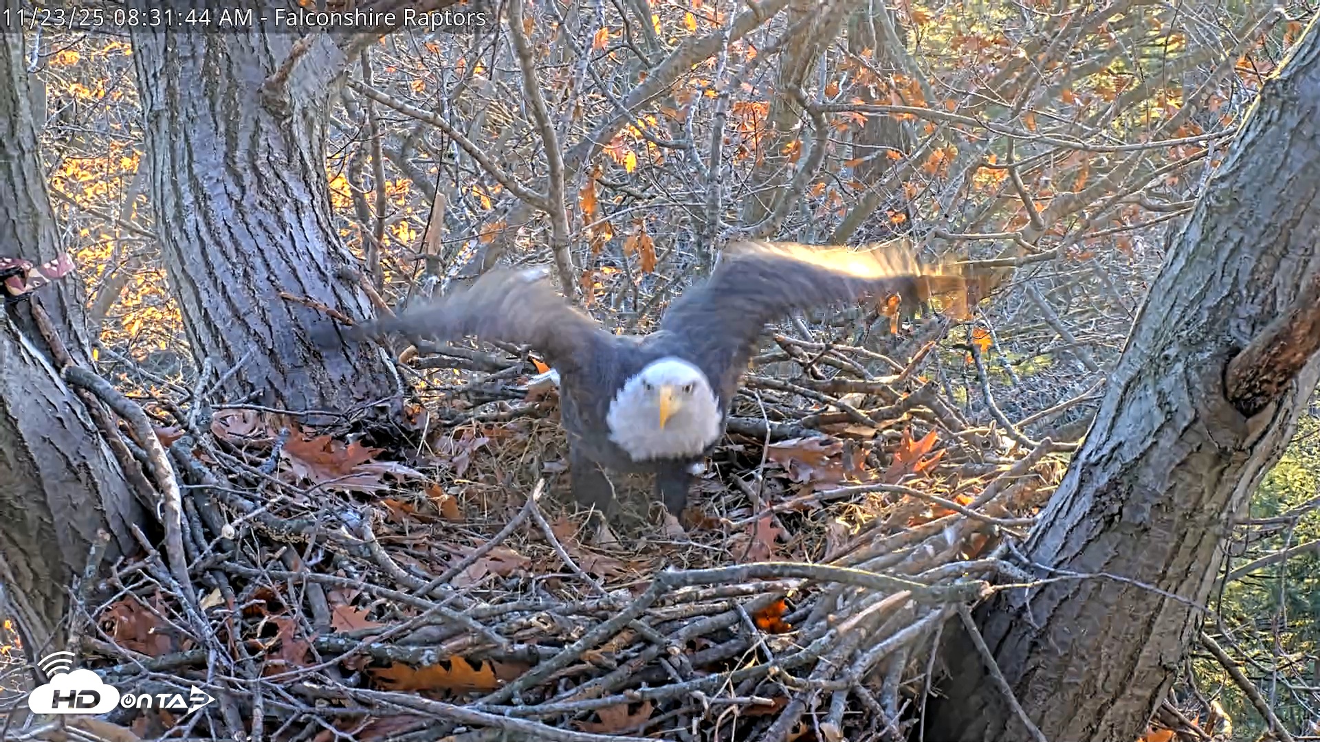 Snapshot of West Michigan Eagles Nest Live Cam taken Nov 23, 2025, 8:23am EST