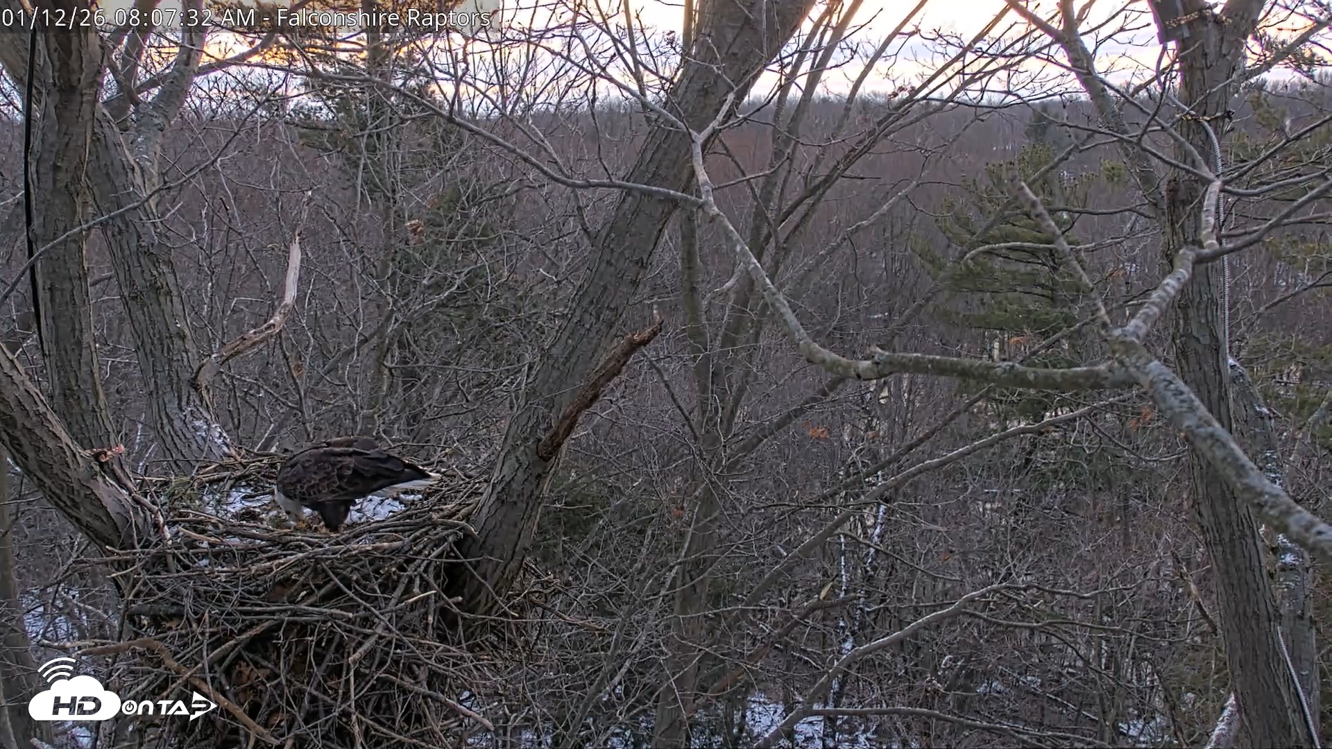 Snapshot of West Michigan Eagles Nest Live Cam taken Jan 12, 2026, 8:08am EST