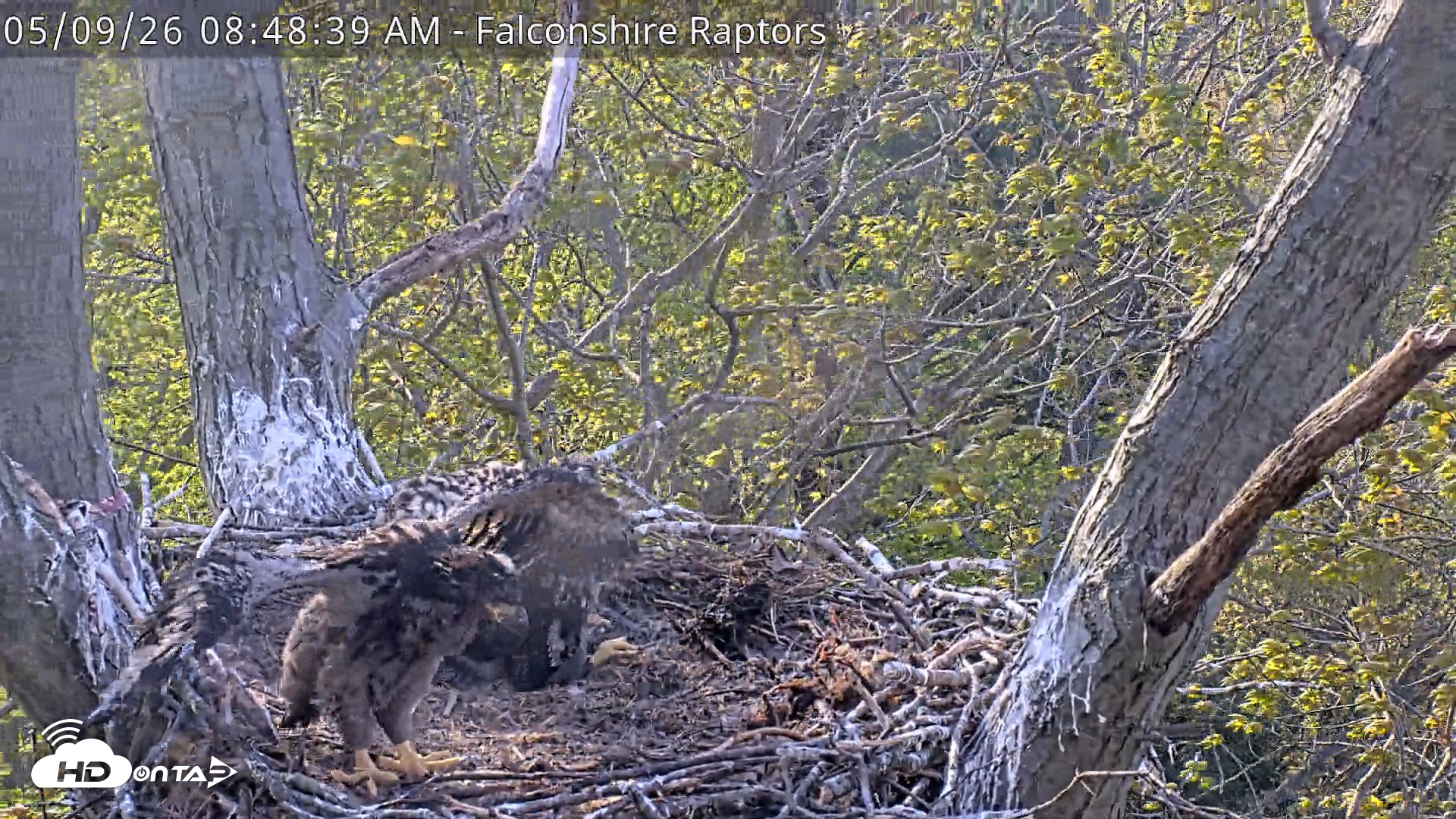 Snapshot of West Michigan Eagles Nest Live Cam taken May 9, 2026, 8:49am EDT