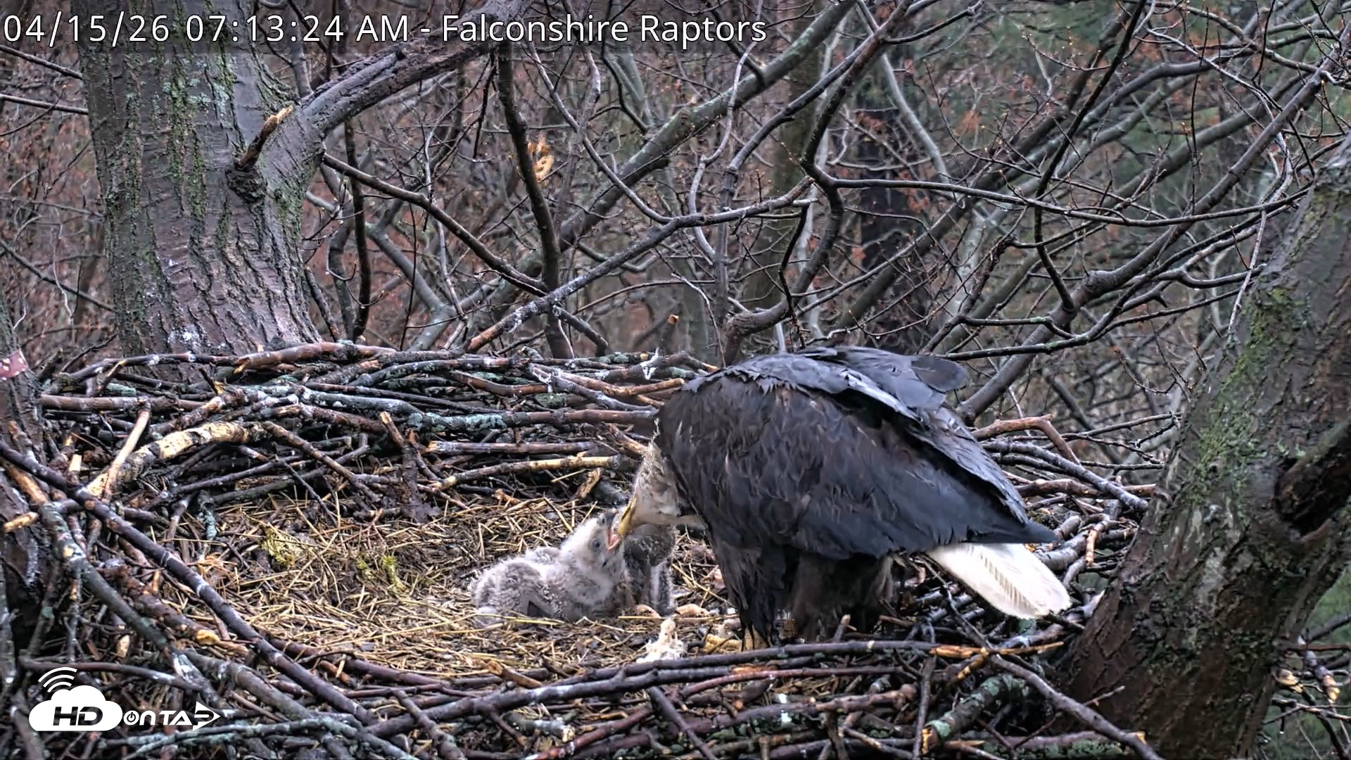 Snapshot of West Michigan Eagles Nest Live Cam taken Apr 15, 2026, 7:14am EDT