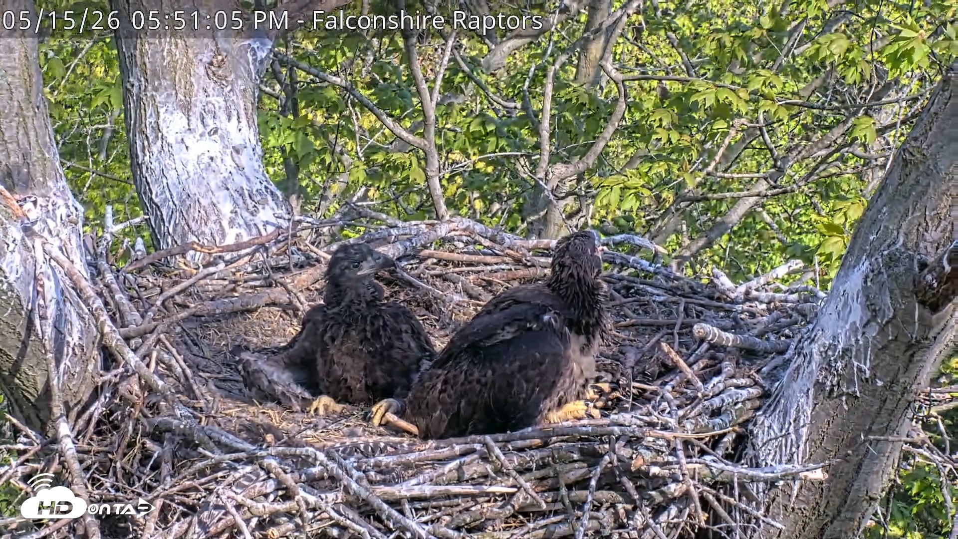 Snapshot of West Michigan Eagles Nest Live Cam taken May 15, 2026, 5:51pm EDT