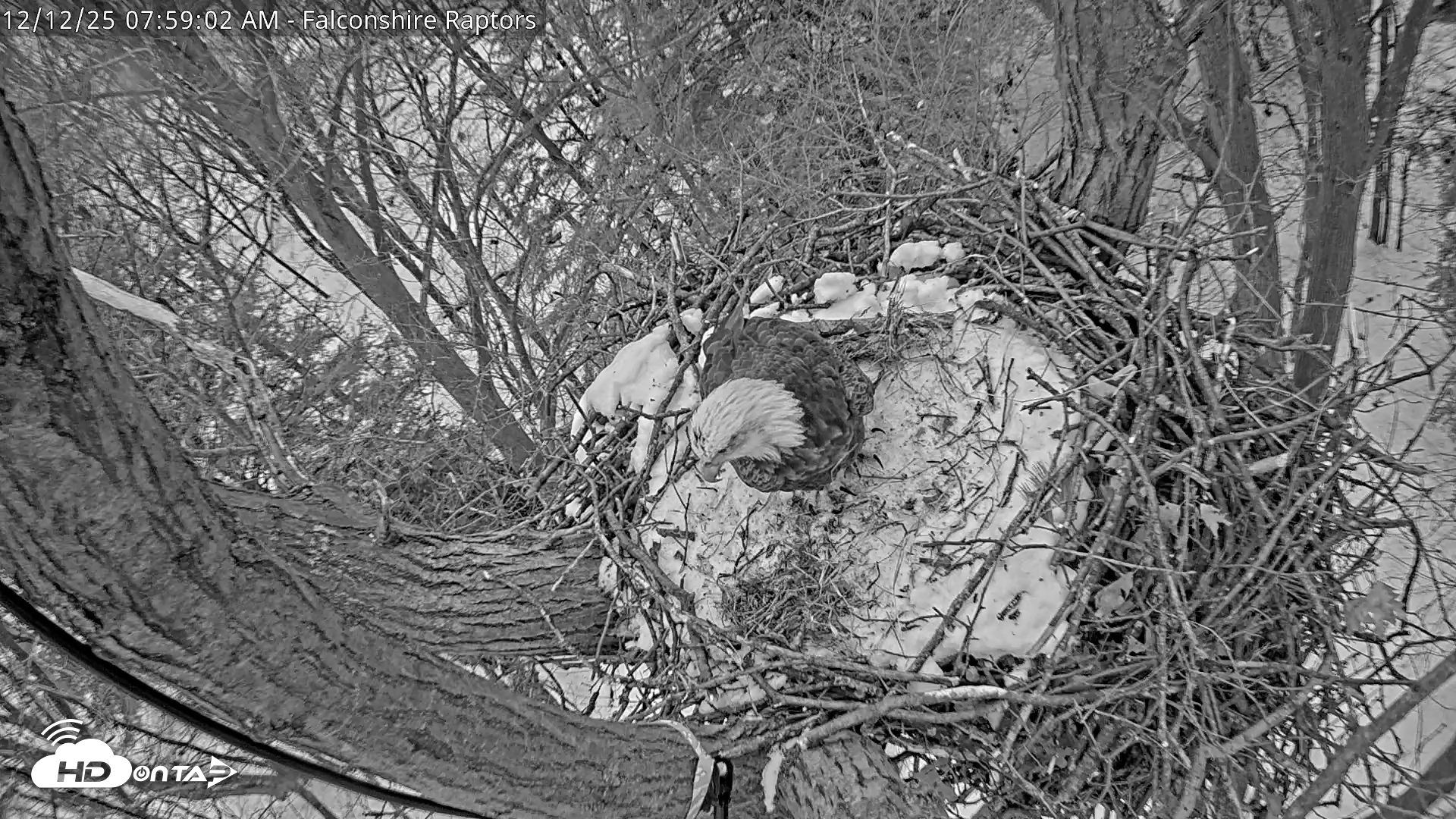 Snapshot of West Michigan Eagles Nest Live Cam taken Dec 12, 2025, 8:00am EST