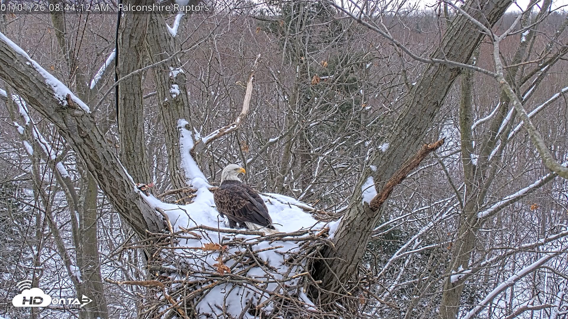Snapshot of West Michigan Eagles Nest Live Cam taken Jan 1, 2026, 8:45am EST