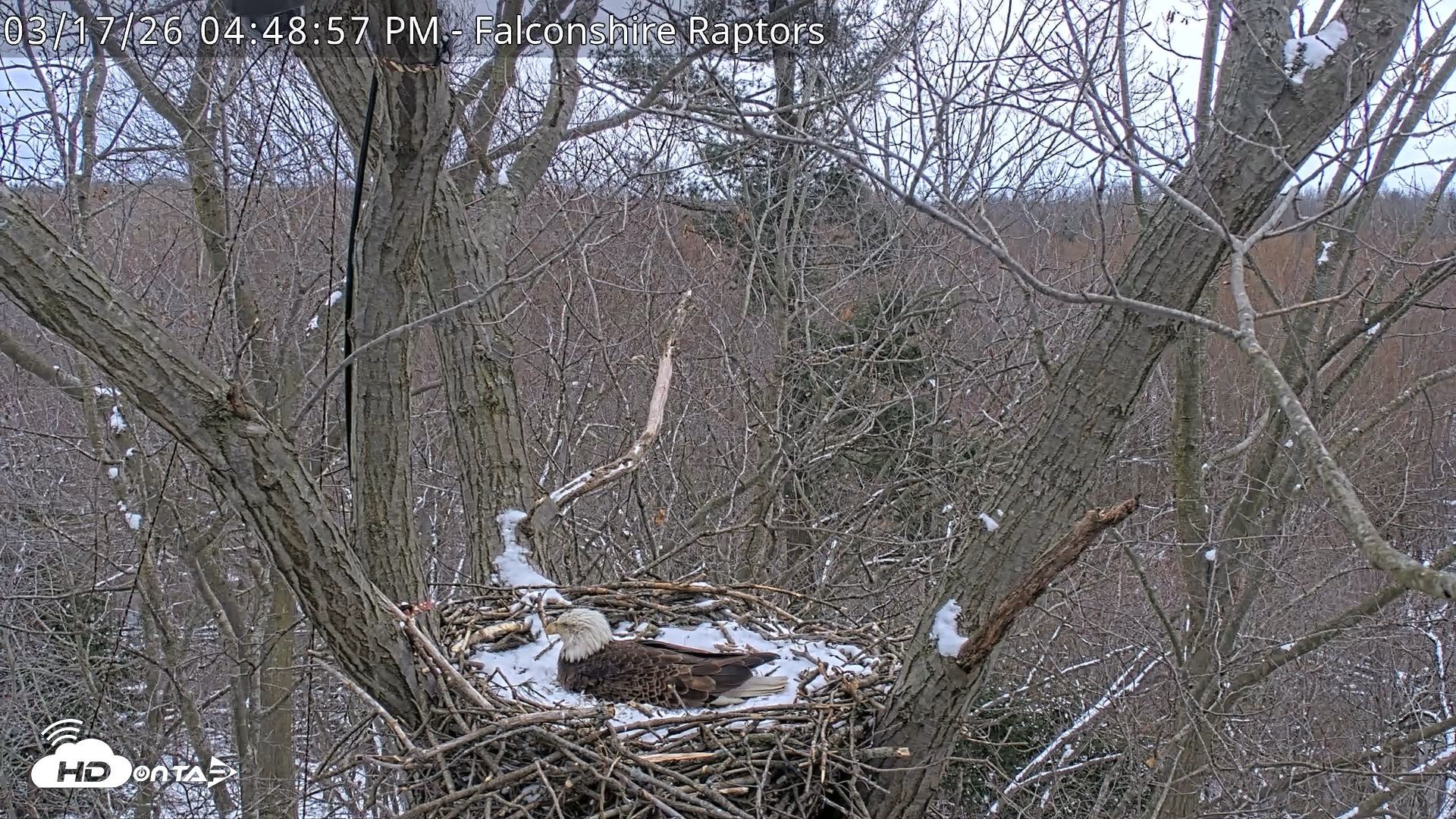 Snapshot of West Michigan Eagles Nest Live Cam taken Mar 17, 2026, 4:49pm EDT