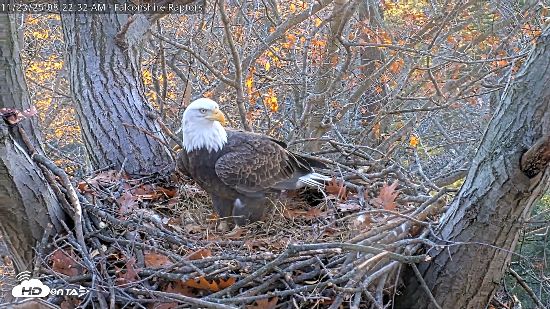 Snapshot of West Michigan Eagles Nest Live Cam taken Nov 23, 2025, 8:15am EST