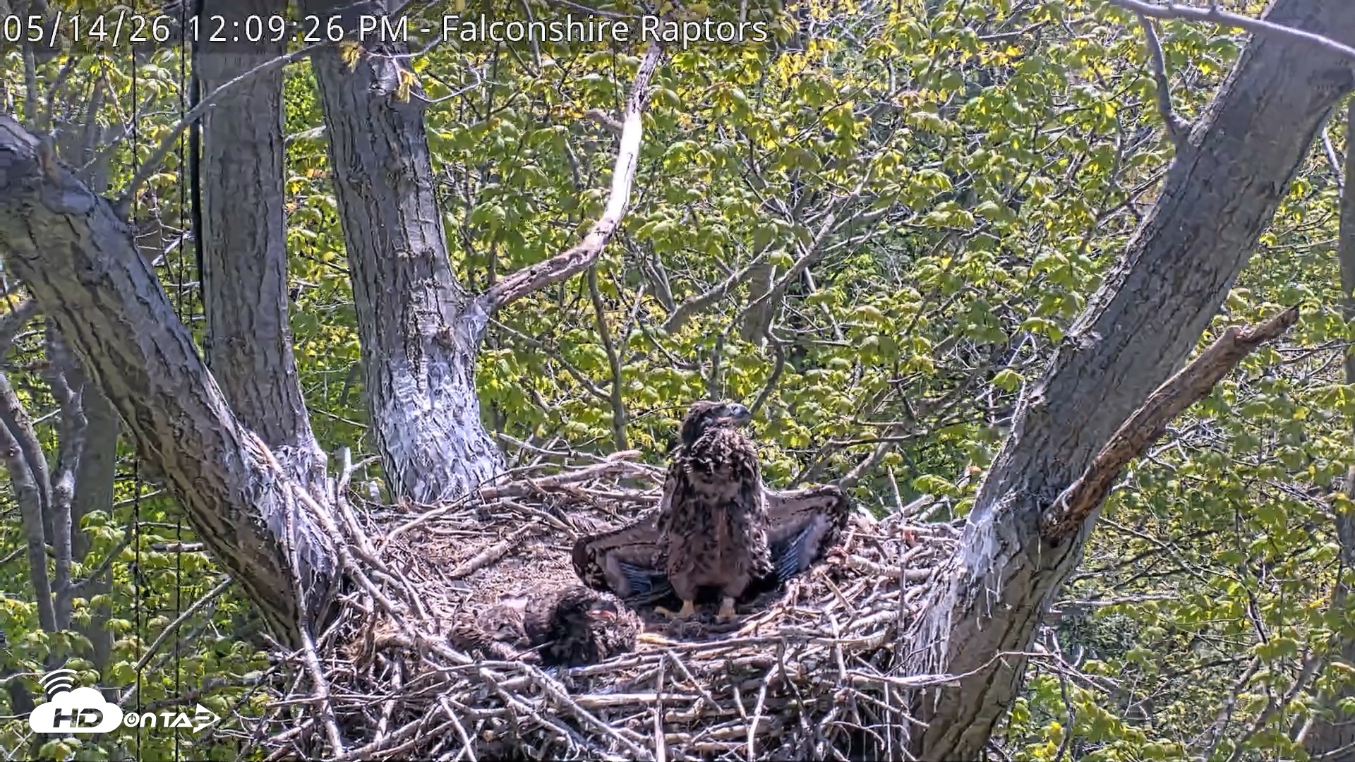 Snapshot of West Michigan Eagles Nest Live Cam taken May 14, 2026, 12:10pm EDT