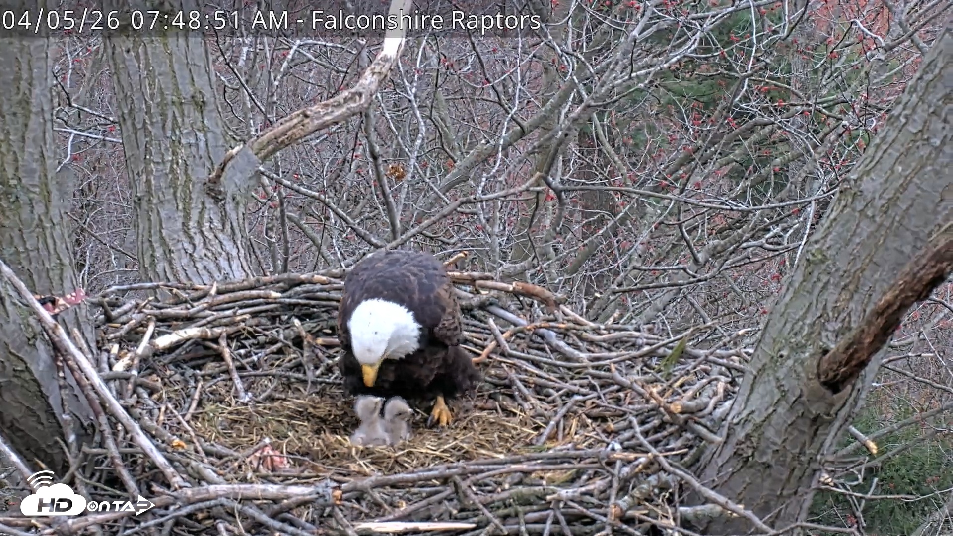 Snapshot of West Michigan Eagles Nest Live Cam taken Apr 5, 2026, 7:49am EDT