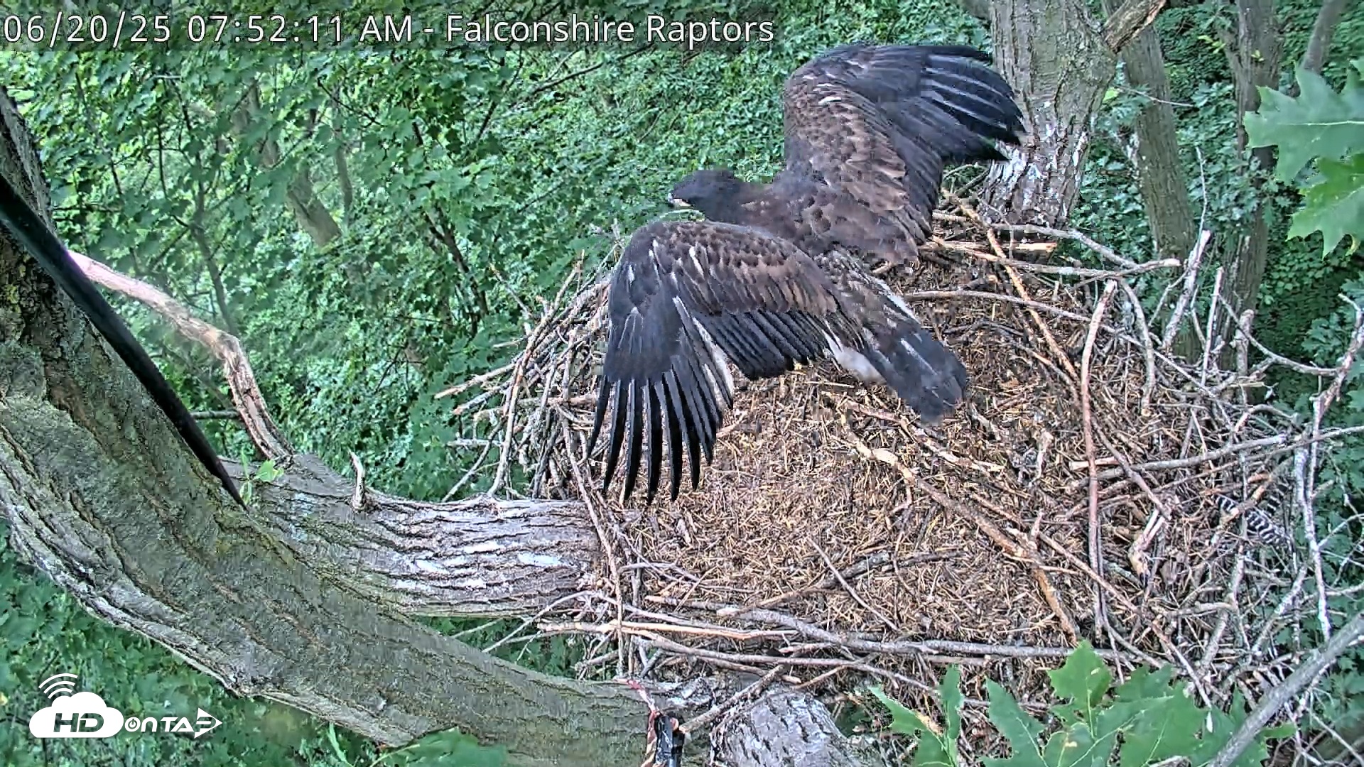 Snapshot of West Michigan Eagles Nest Live Cam taken Jun 20, 2025, 7:53am EDT