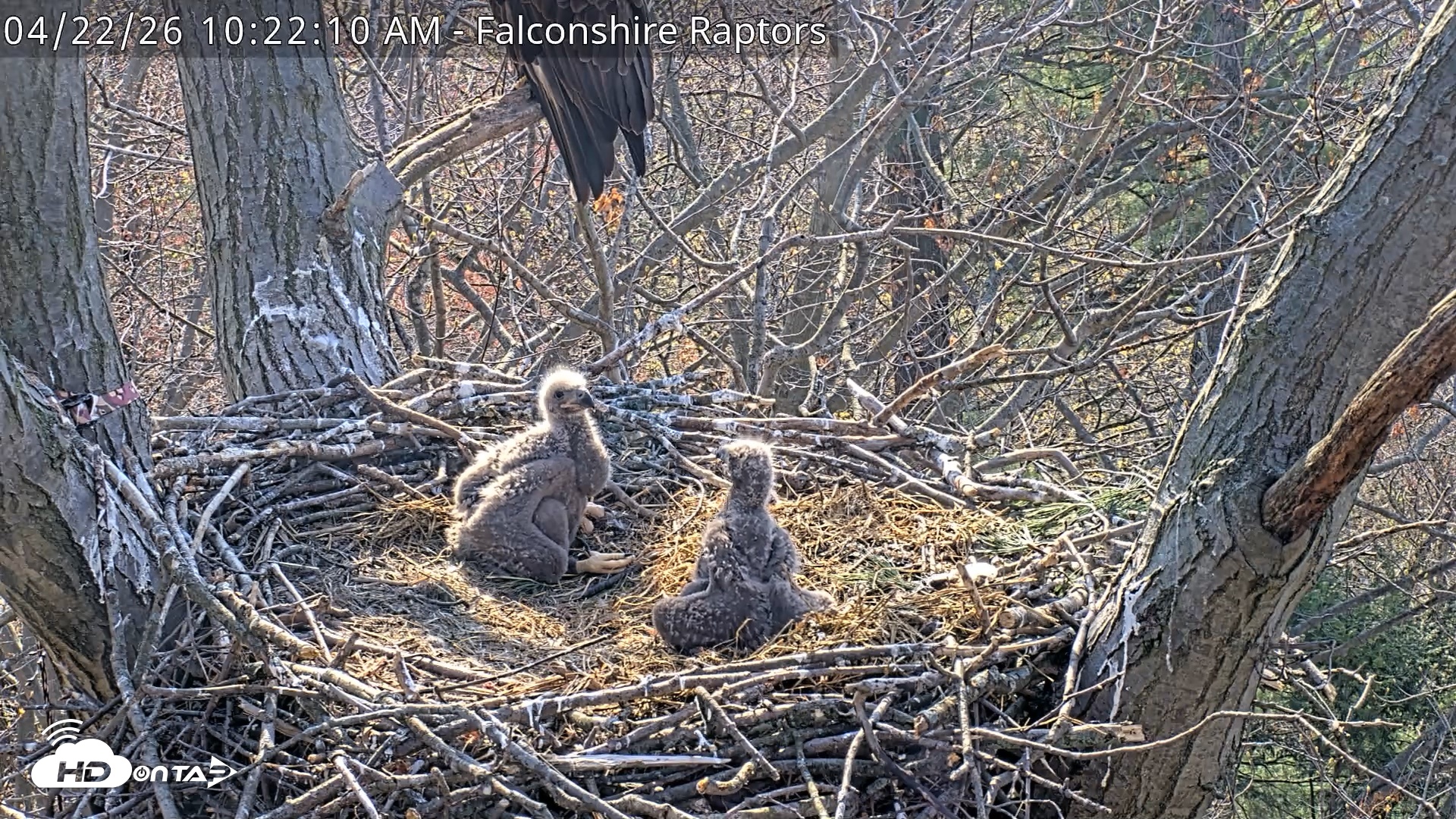 Snapshot of West Michigan Eagles Nest Live Cam taken Apr 22, 2026, 10:23am EDT
