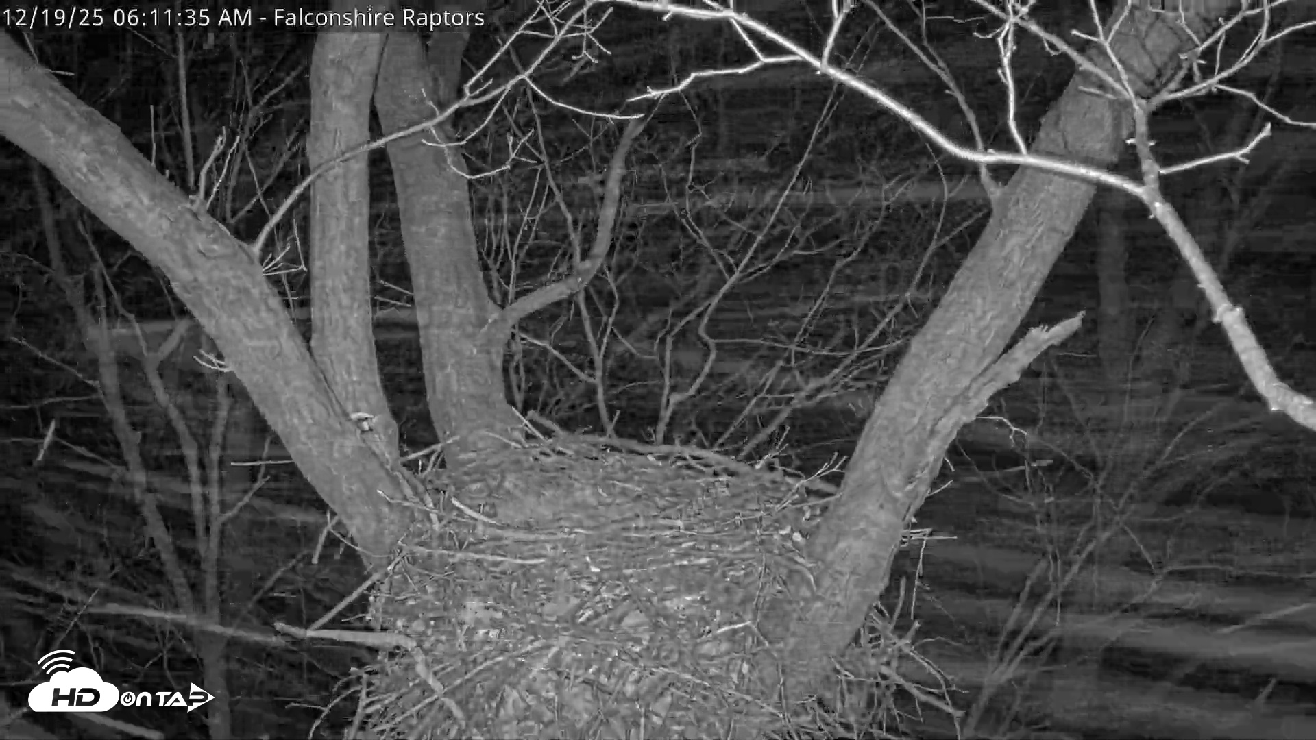 Snapshot of West Michigan Eagles Nest Live Cam taken Dec 19, 2025, 6:12am EST