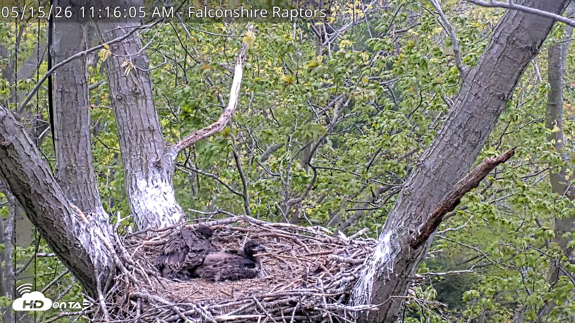Snapshot of West Michigan Eagles Nest Live Cam taken May 15, 2026, 11:21am EDT