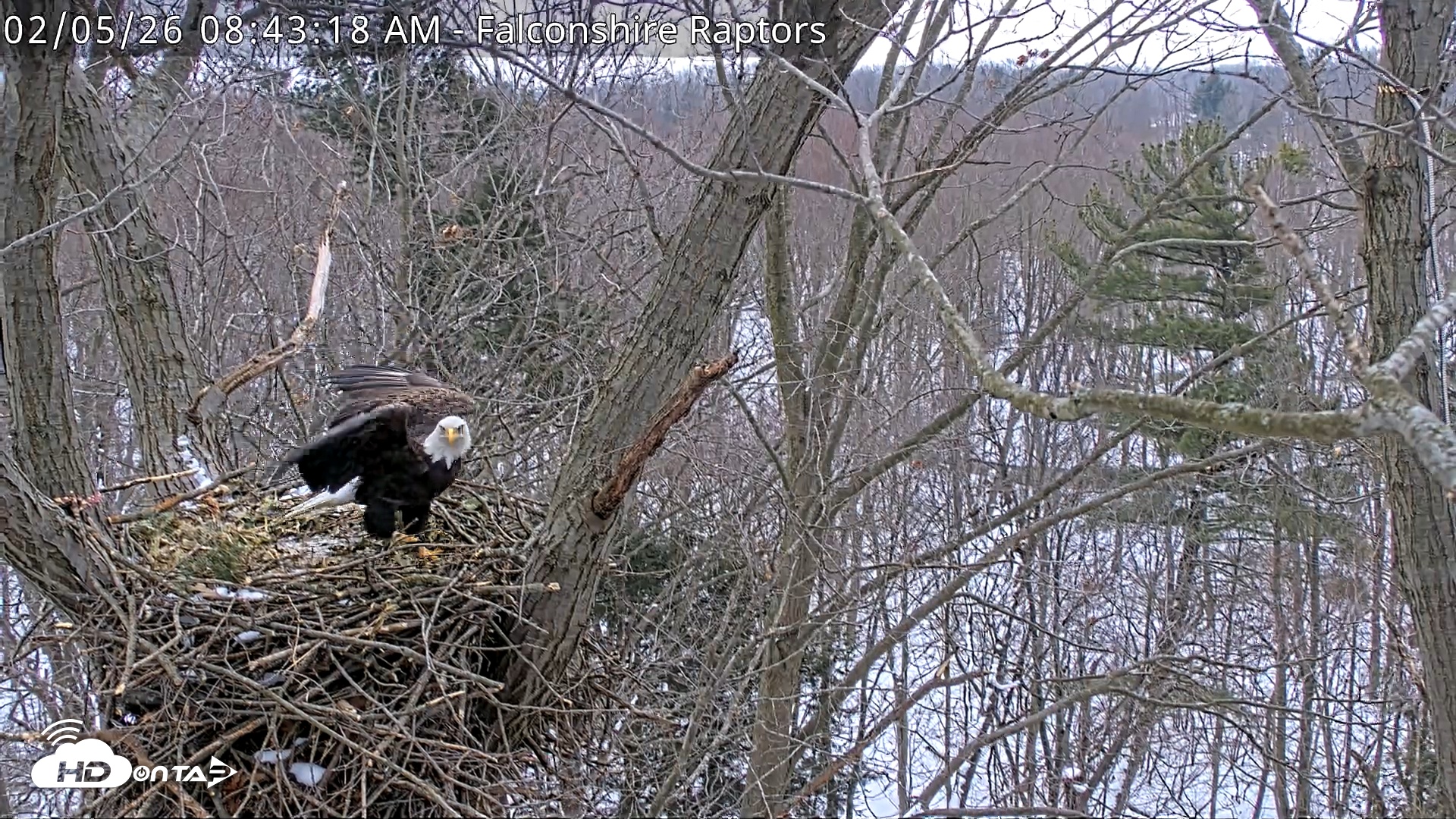 Snapshot of West Michigan Eagles Nest Live Cam taken Feb 5, 2026, 8:44am EST