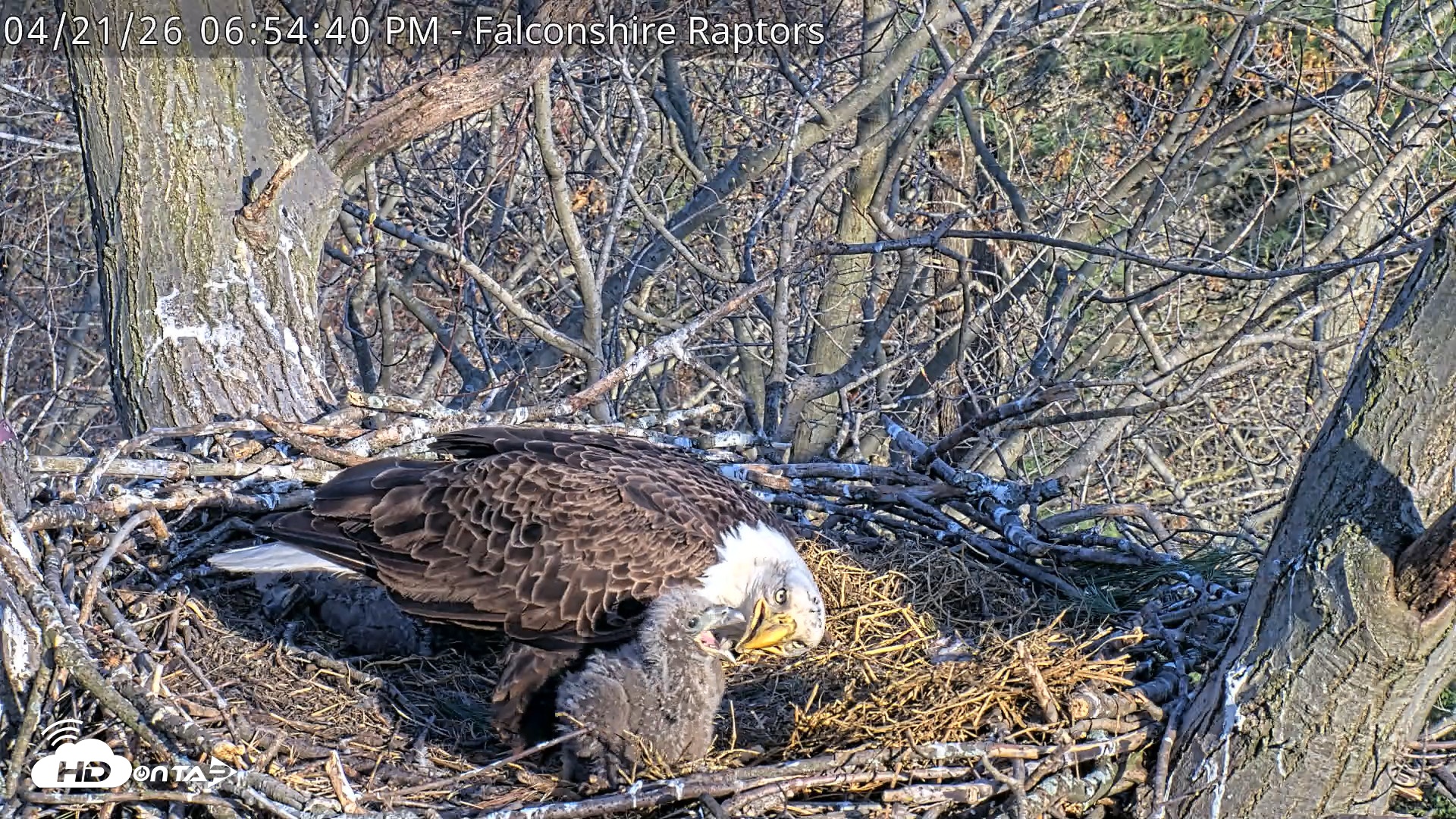 Snapshot of West Michigan Eagles Nest Live Cam taken Apr 21, 2026, 6:56pm EDT