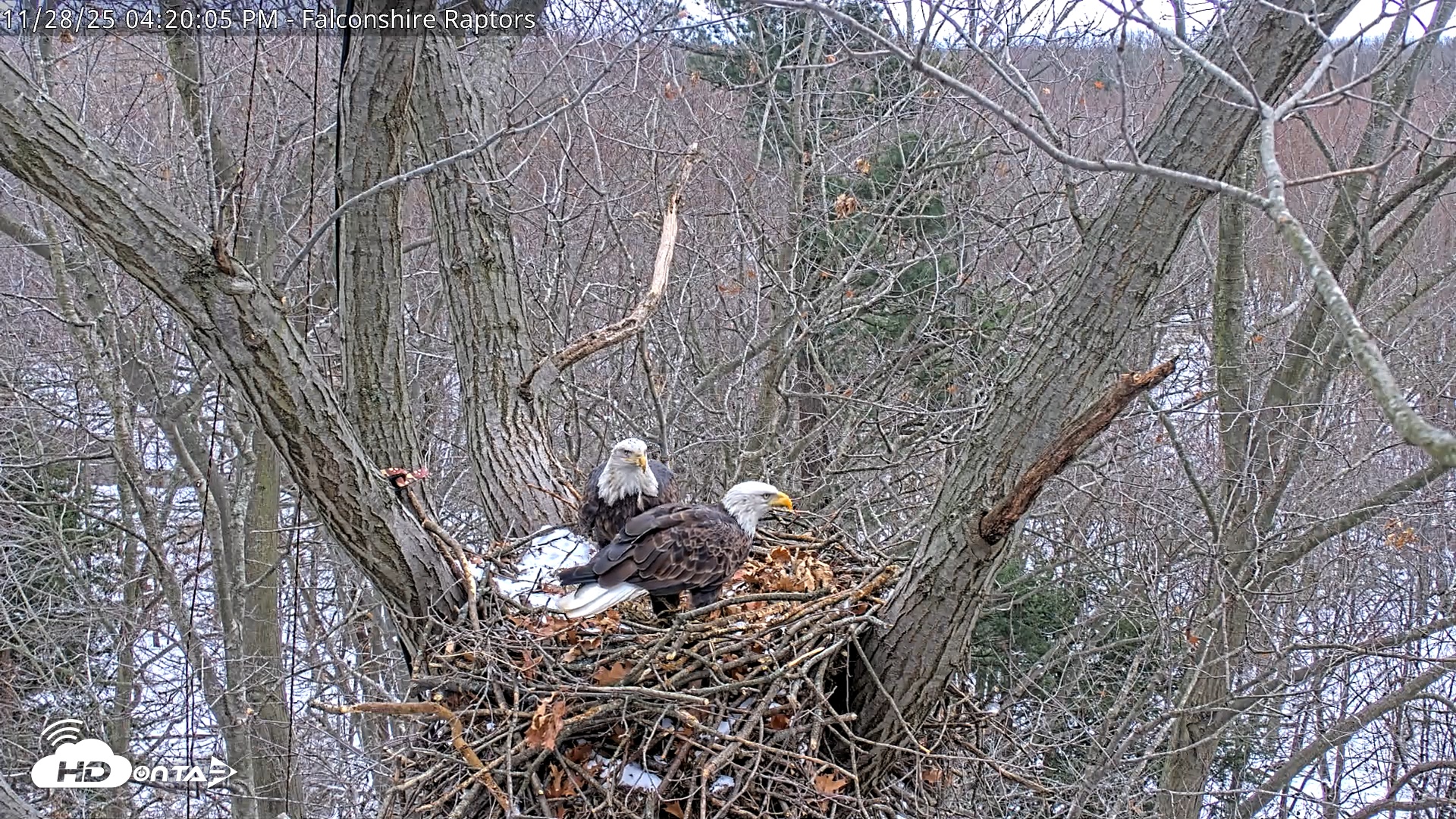 Snapshot of West Michigan Eagles Nest Live Cam taken Nov 28, 2025, 4:12pm EST