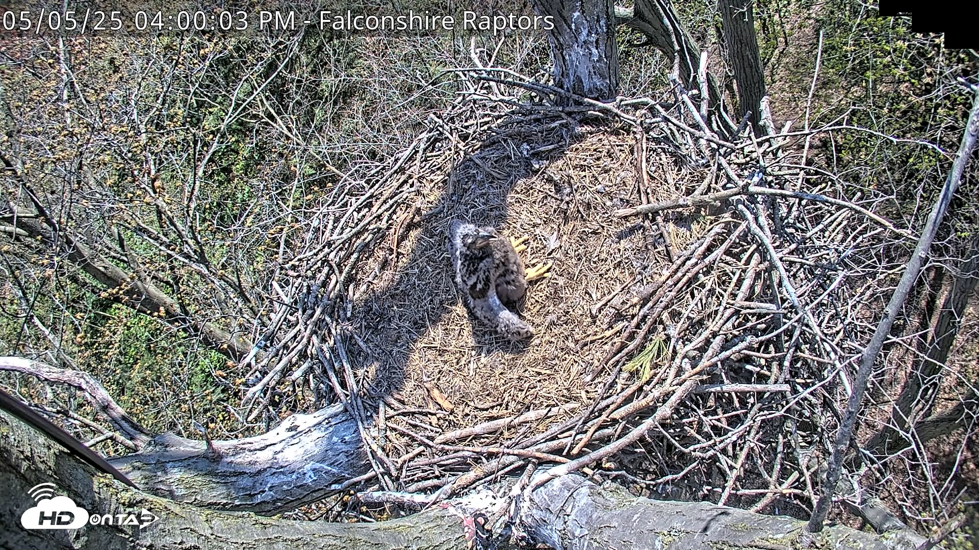 Snapshot of West Michigan Eagles Nest Live Cam taken May 5, 2025, 4:01pm EDT