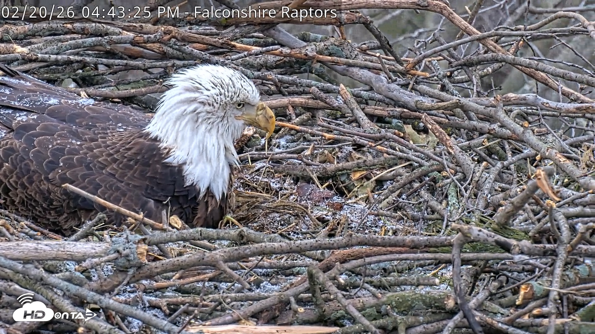 Snapshot of West Michigan Eagles Nest Live Cam taken Feb 20, 2026, 4:44pm EST