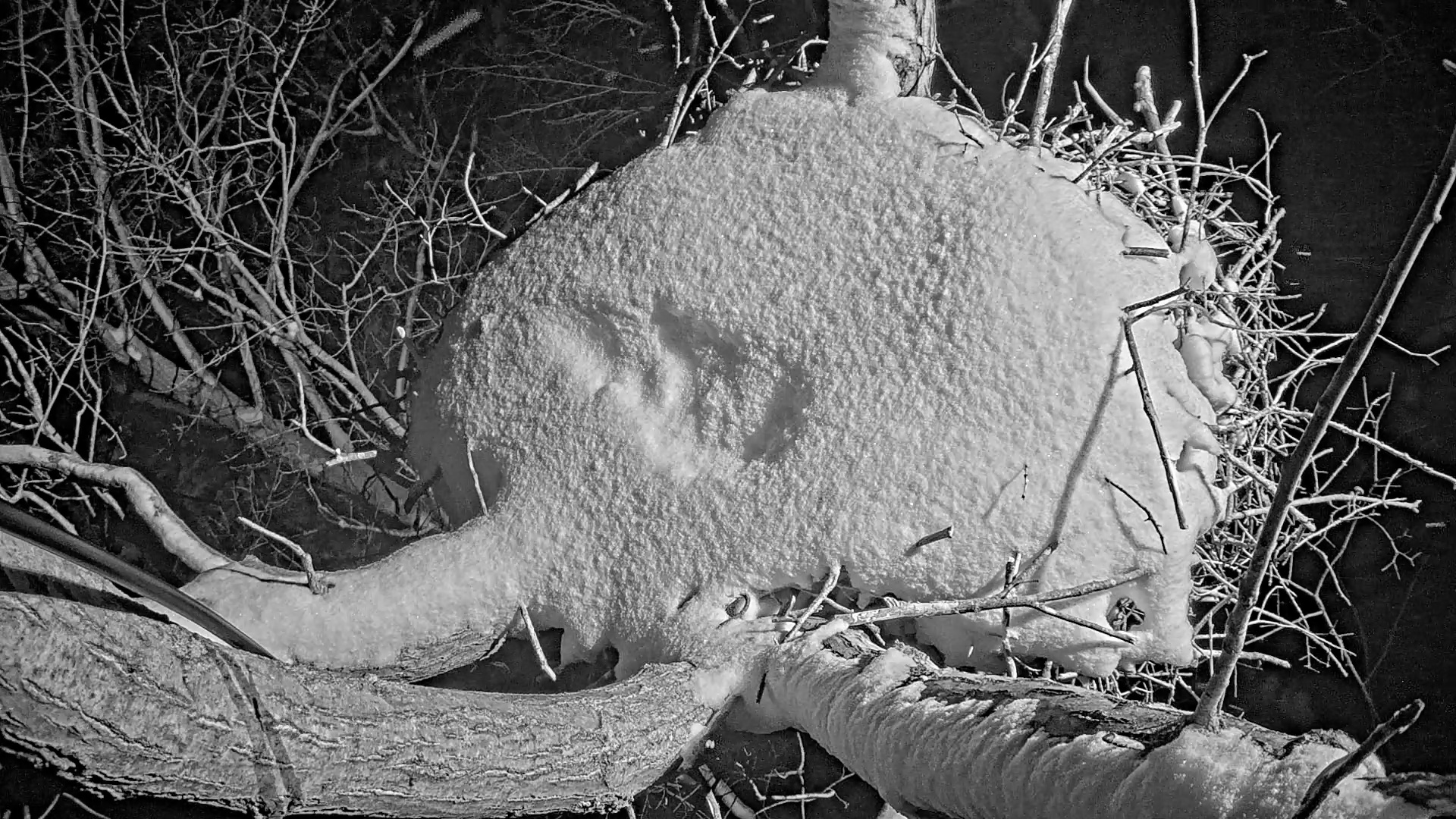 Snapshot of West Michigan Eagles Nest Live Cam taken Jan 23, 2025, 6:57pm EST