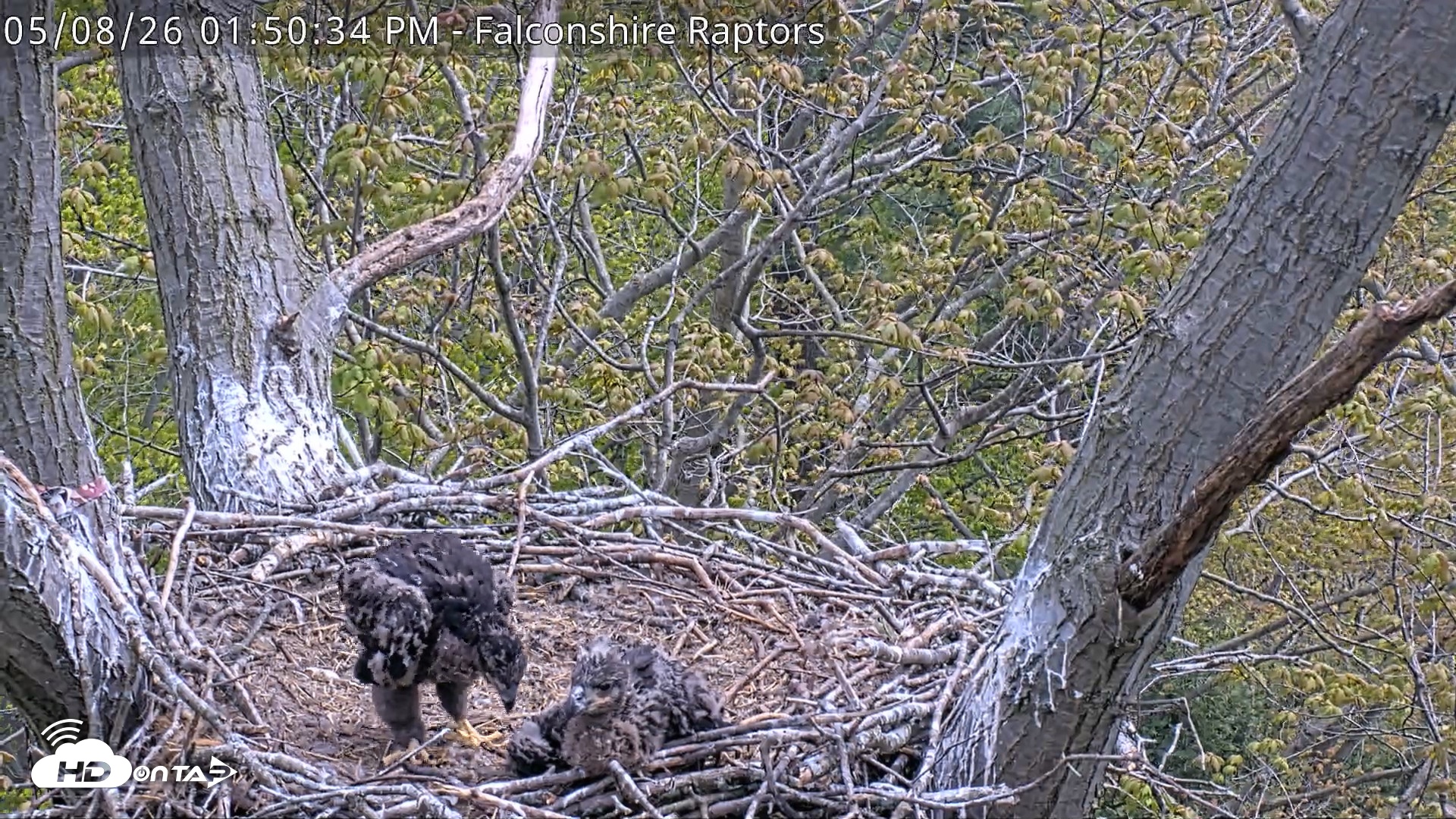 Snapshot of West Michigan Eagles Nest Live Cam taken May 8, 2026, 1:51pm EDT