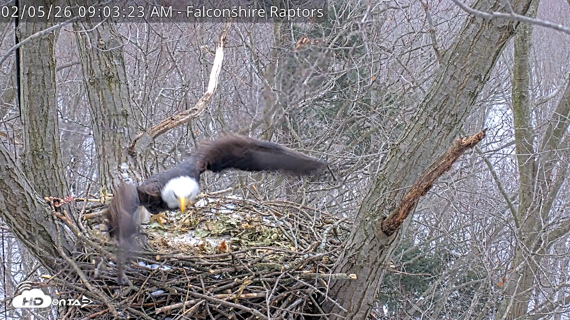 Snapshot of West Michigan Eagles Nest Live Cam taken Feb 5, 2026, 9:04am EST