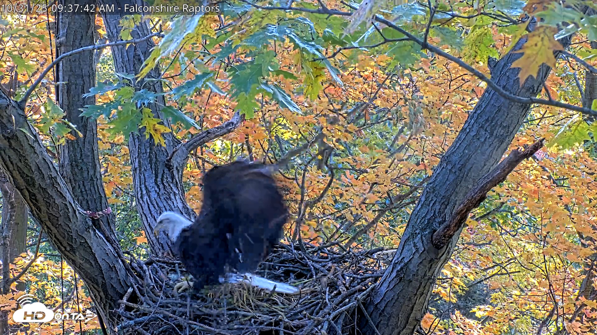 Snapshot of West Michigan Eagles Nest Live Cam taken Oct 31, 2025, 9:30am EDT