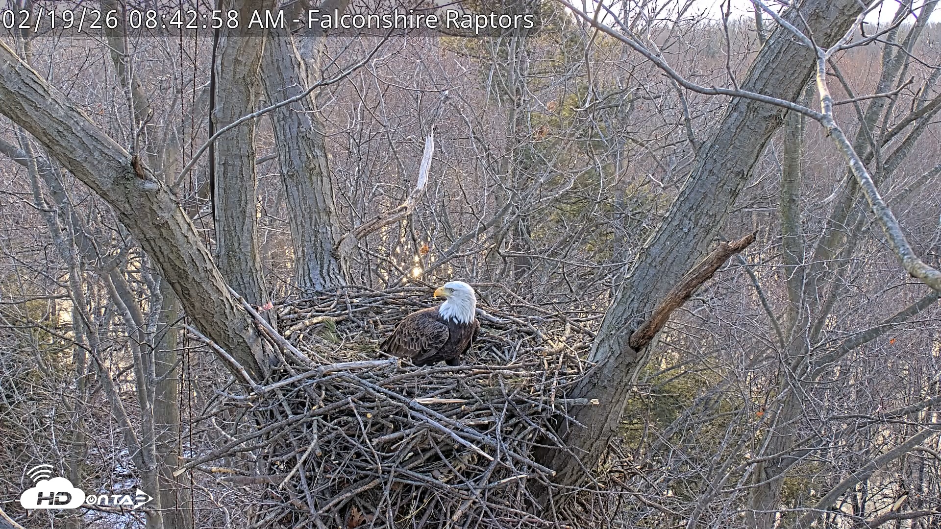 Snapshot of West Michigan Eagles Nest Live Cam taken Feb 19, 2026, 8:43am EST