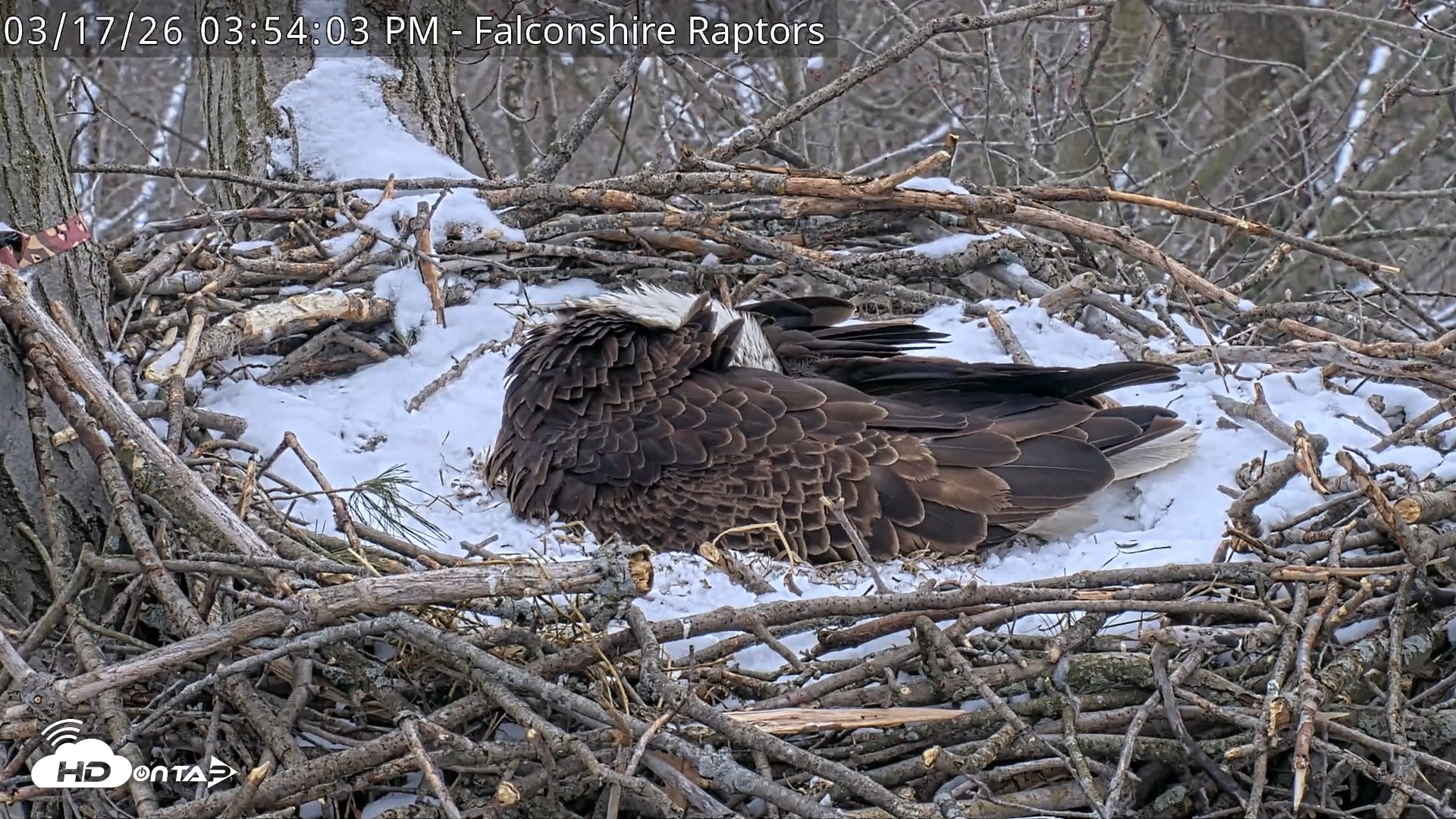 Snapshot of West Michigan Eagles Nest Live Cam taken Mar 17, 2026, 3:54pm EDT