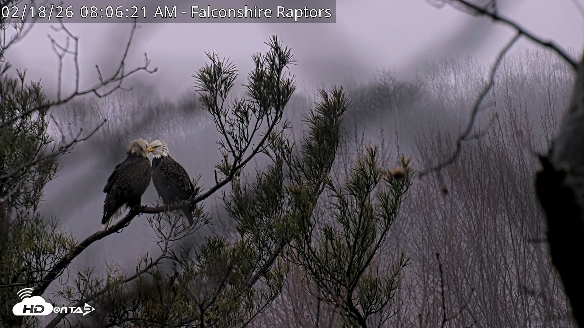 Snapshot of West Michigan Eagles Nest Live Cam taken Feb 18, 2026, 8:07am EST
