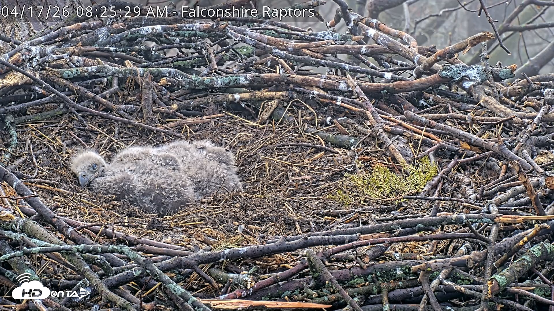 Snapshot of West Michigan Eagles Nest Live Cam taken Apr 17, 2026, 8:26am EDT