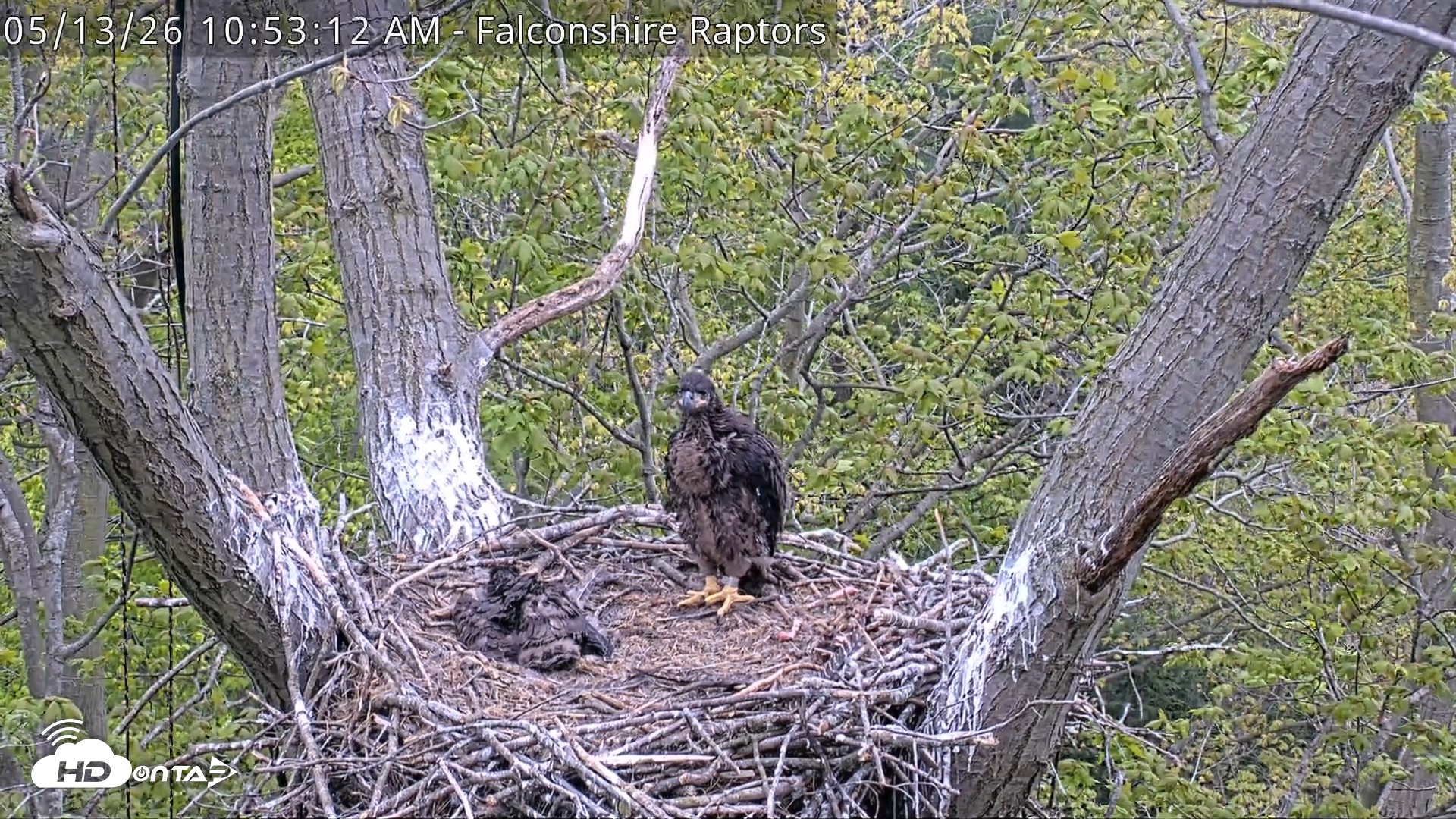 Snapshot of West Michigan Eagles Nest Live Cam taken May 13, 2026, 10:54am EDT