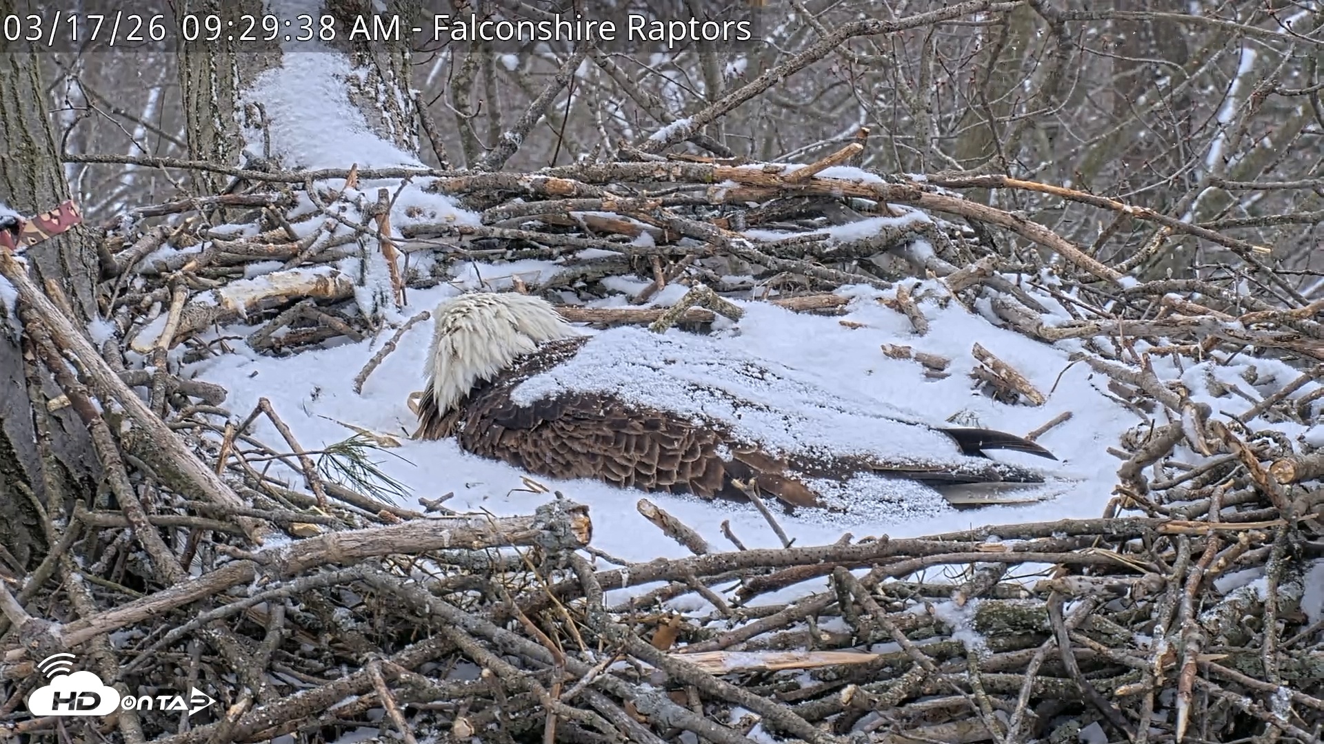 Snapshot of West Michigan Eagles Nest Live Cam taken Mar 17, 2026, 9:30am EDT