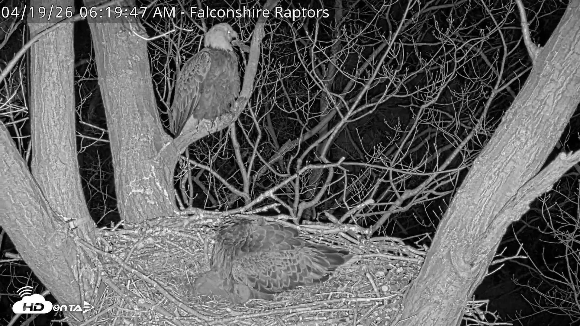 Snapshot of West Michigan Eagles Nest Live Cam taken Apr 19, 2026, 6:20am EDT
