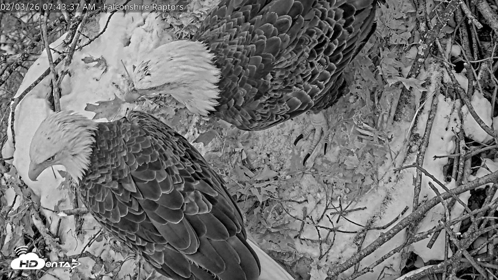 Snapshot of West Michigan Eagles Nest Live Cam taken Feb 3, 2026, 7:45am EST