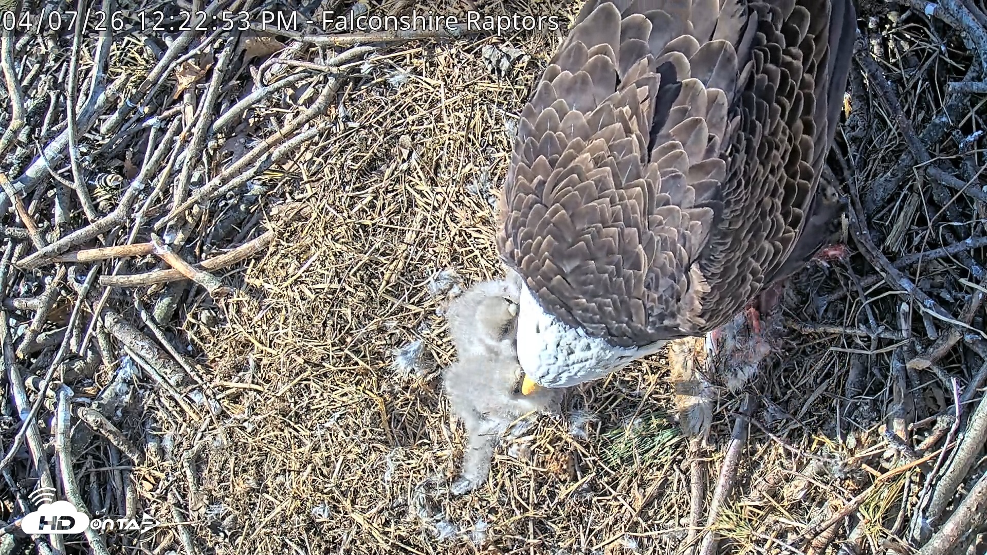 Snapshot of West Michigan Eagles Nest Live Cam taken Apr 7, 2026, 12:24pm EDT