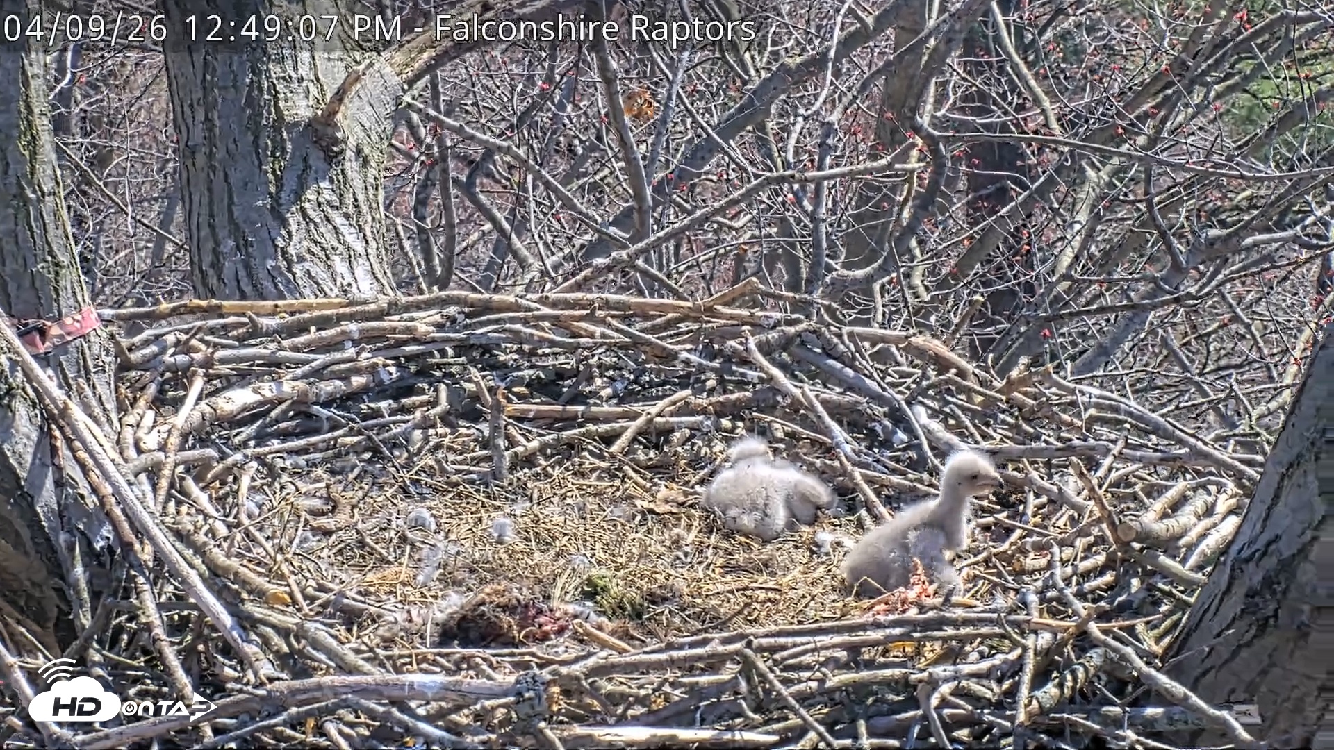 Snapshot of West Michigan Eagles Nest Live Cam taken Apr 9, 2026, 12:50pm EDT