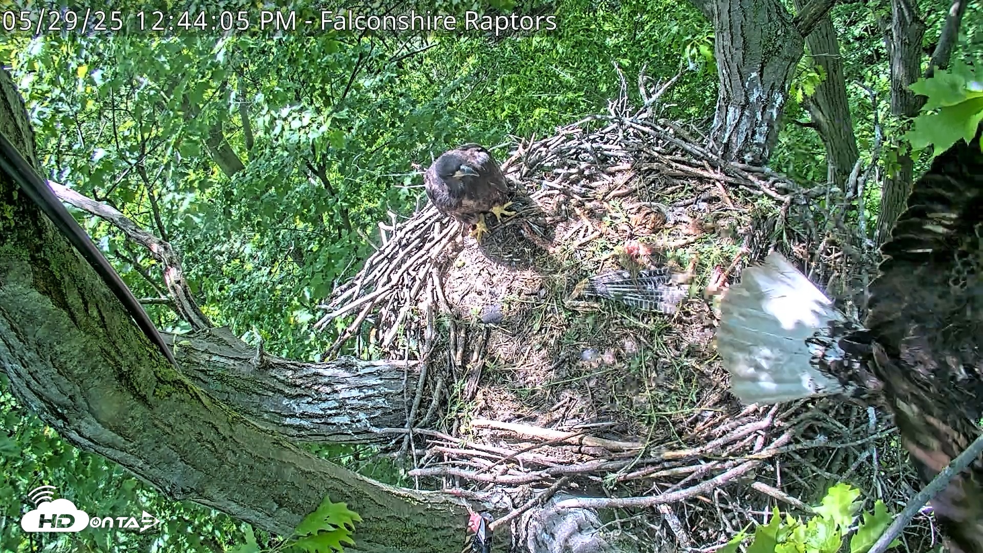 Snapshot of West Michigan Eagles Nest Live Cam taken May 29, 2025, 12:44pm EDT