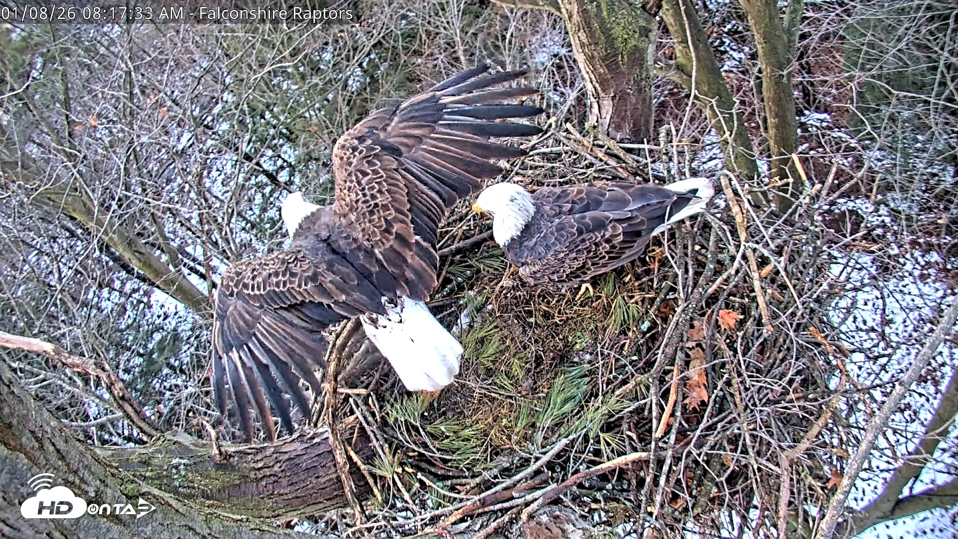 Snapshot of West Michigan Eagles Nest Live Cam taken Jan 8, 2026, 8:19am EST