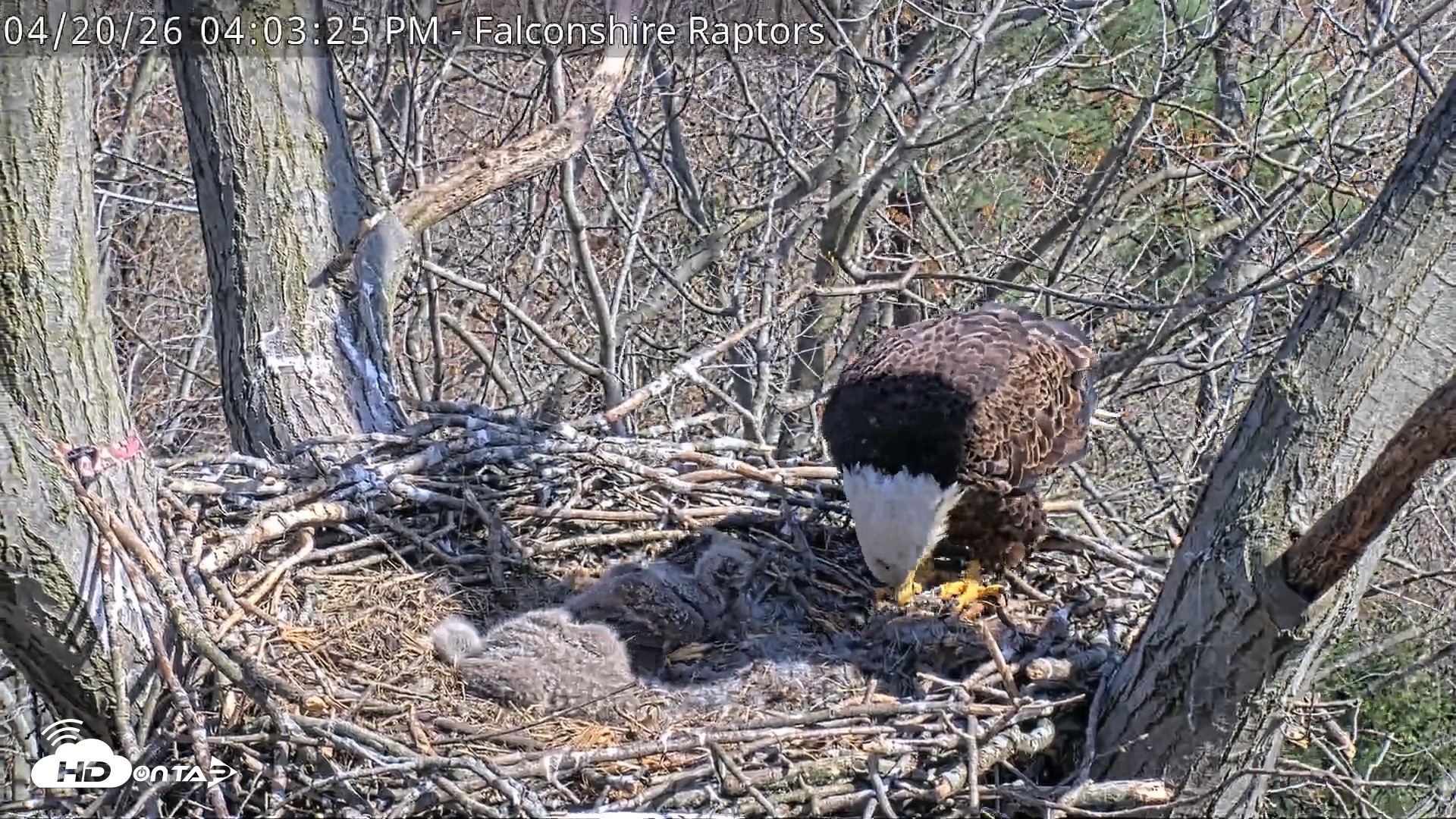Snapshot of West Michigan Eagles Nest Live Cam taken Apr 20, 2026, 4:04pm EDT
