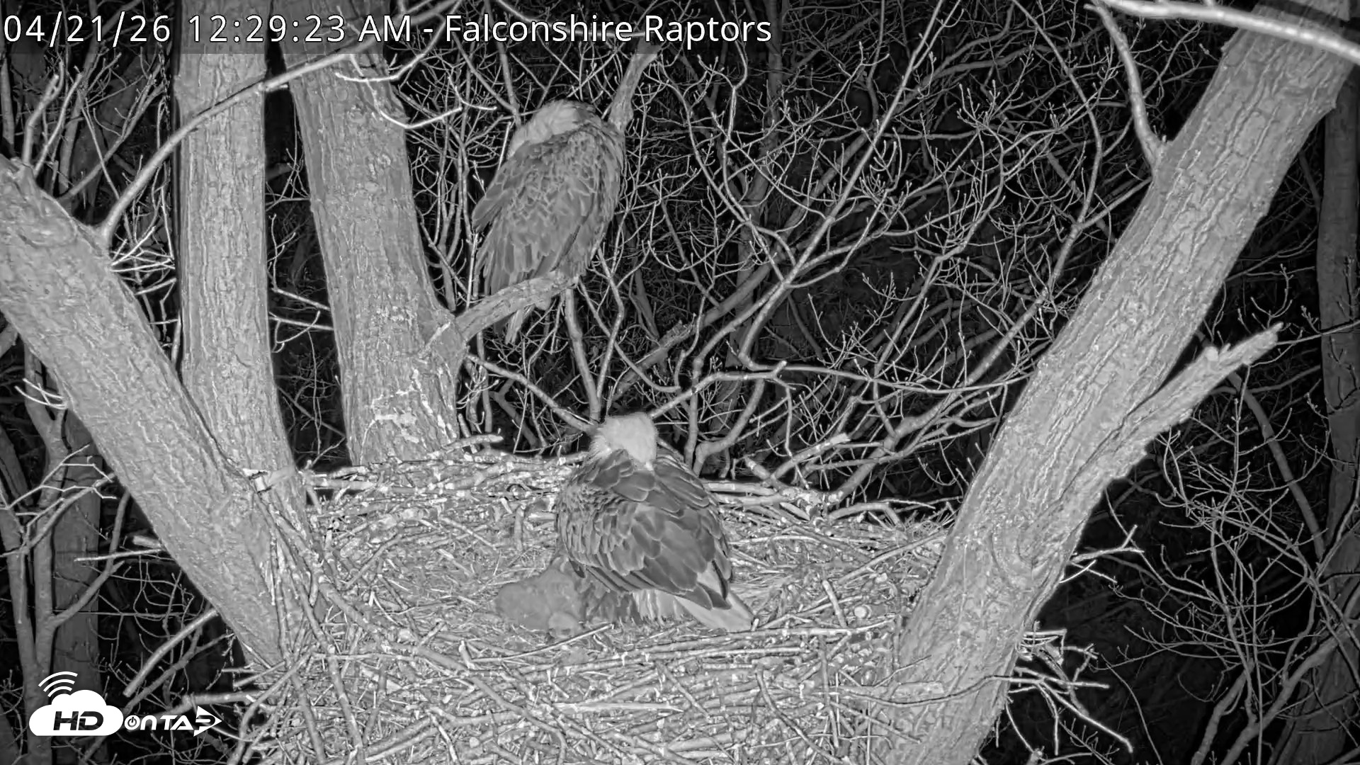 Snapshot of West Michigan Eagles Nest Live Cam taken Apr 21, 2026, 12:30am EDT