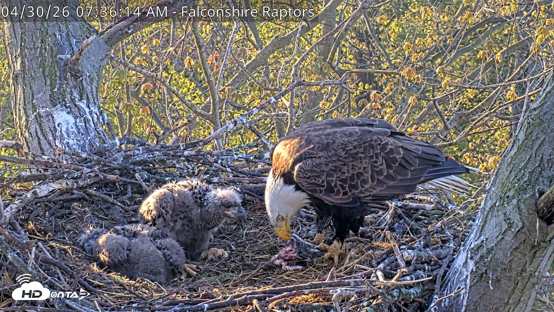 Snapshot of West Michigan Eagles Nest Live Cam taken Apr 30, 2026, 7:37am EDT